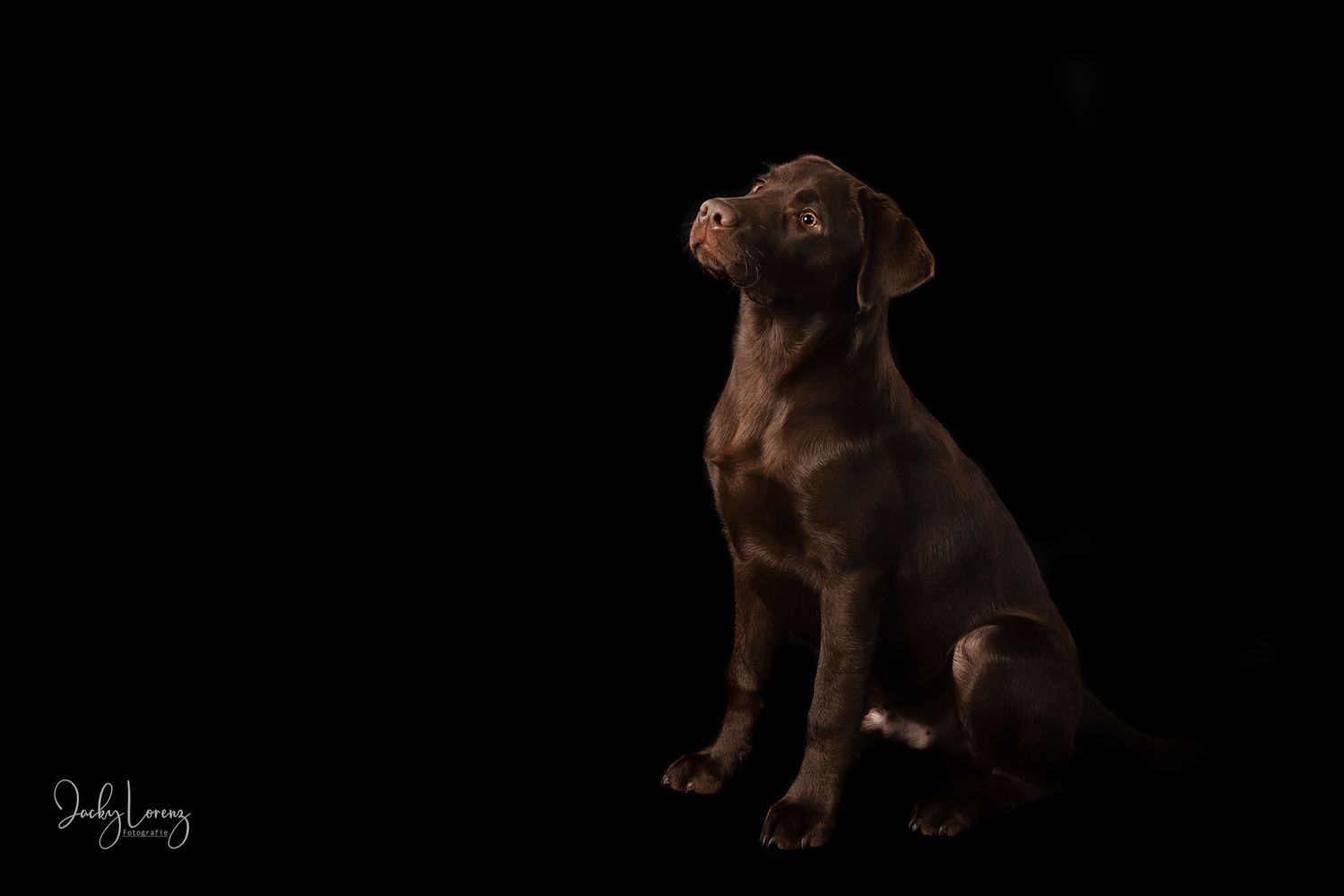 Chocolate Labrador,  Hundeshooting, Hundefotografie Jacky Lorenz Fotografie, Plaidt, Koblenz und Umgebung
