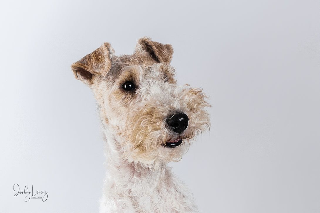 Fox Terrier, Hundeshooting, Hundefotografie Jacky Lorenz, Plaidt, Koblenz, Neuwied, Westerwald und Umgebung