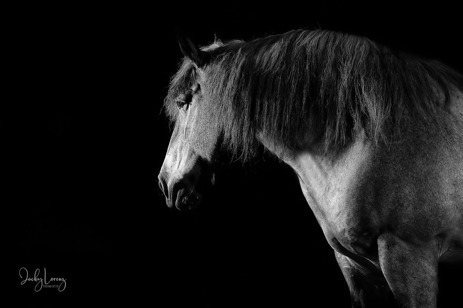 Pferdeshooting, Pferdefotografie Jacky Lorenz, Plaidt, Koblenz, Neuwied, Westerwald und Umgebung