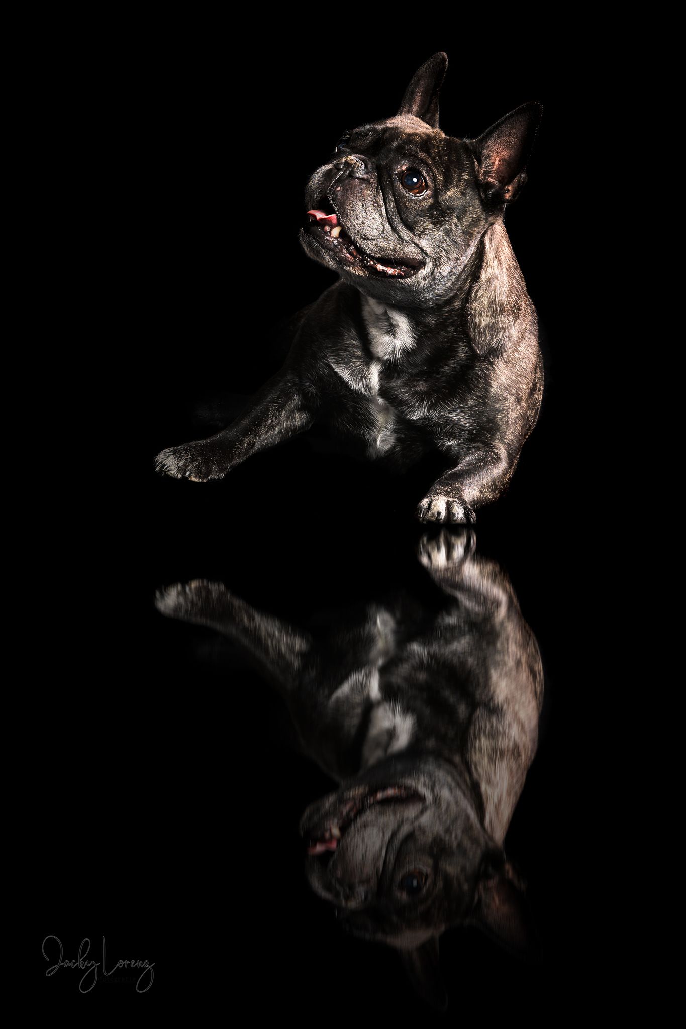 Französische Bulldogge, Hundeshooting, Hundefotografie Jacky Lorenz, Plaidt, Koblenz, Neuwied, Westerwald und Umgebung