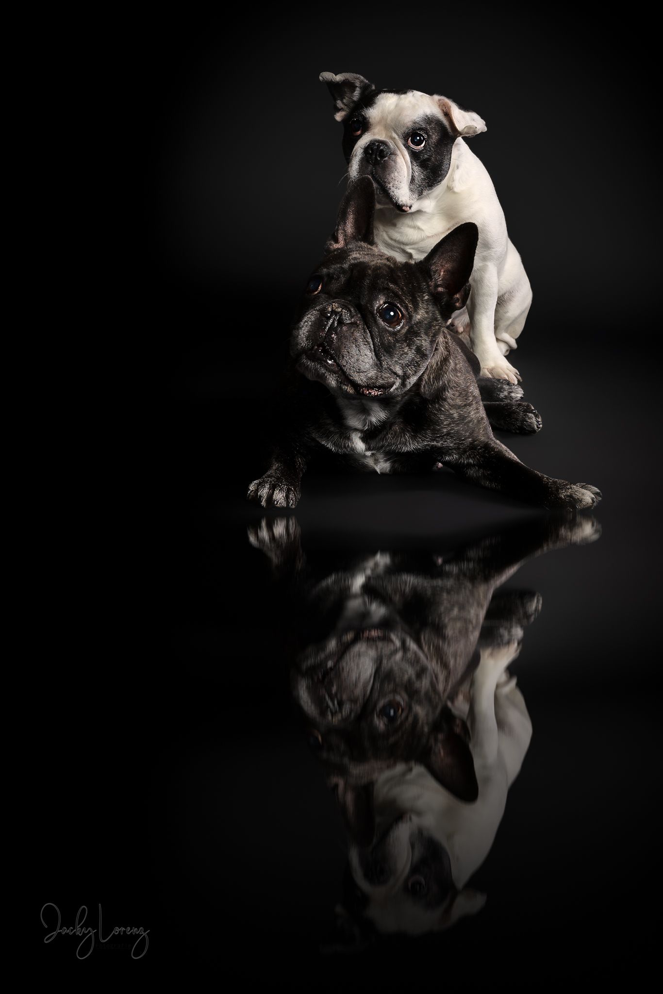 Französische Bulldogge, Hundeshooting, Hundefotografie Jacky Lorenz, Plaidt, Koblenz, Neuwied, Westerwald und Umgebung