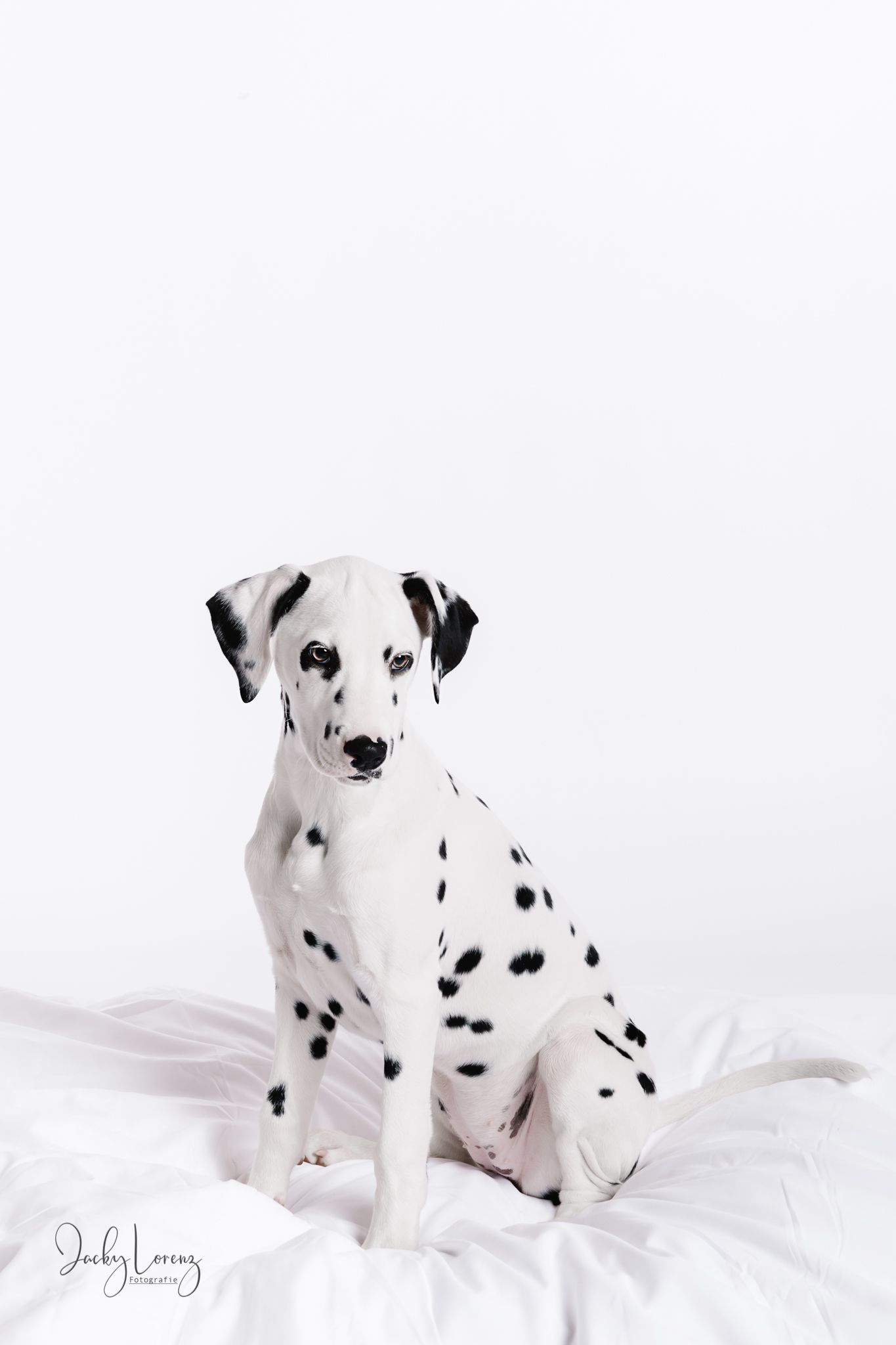 Dalmatiner, Hundeshooting, Hundefotografie Jacky Lorenz, Plaidt, Koblenz, Neuwied, Westerwald und Umgebung