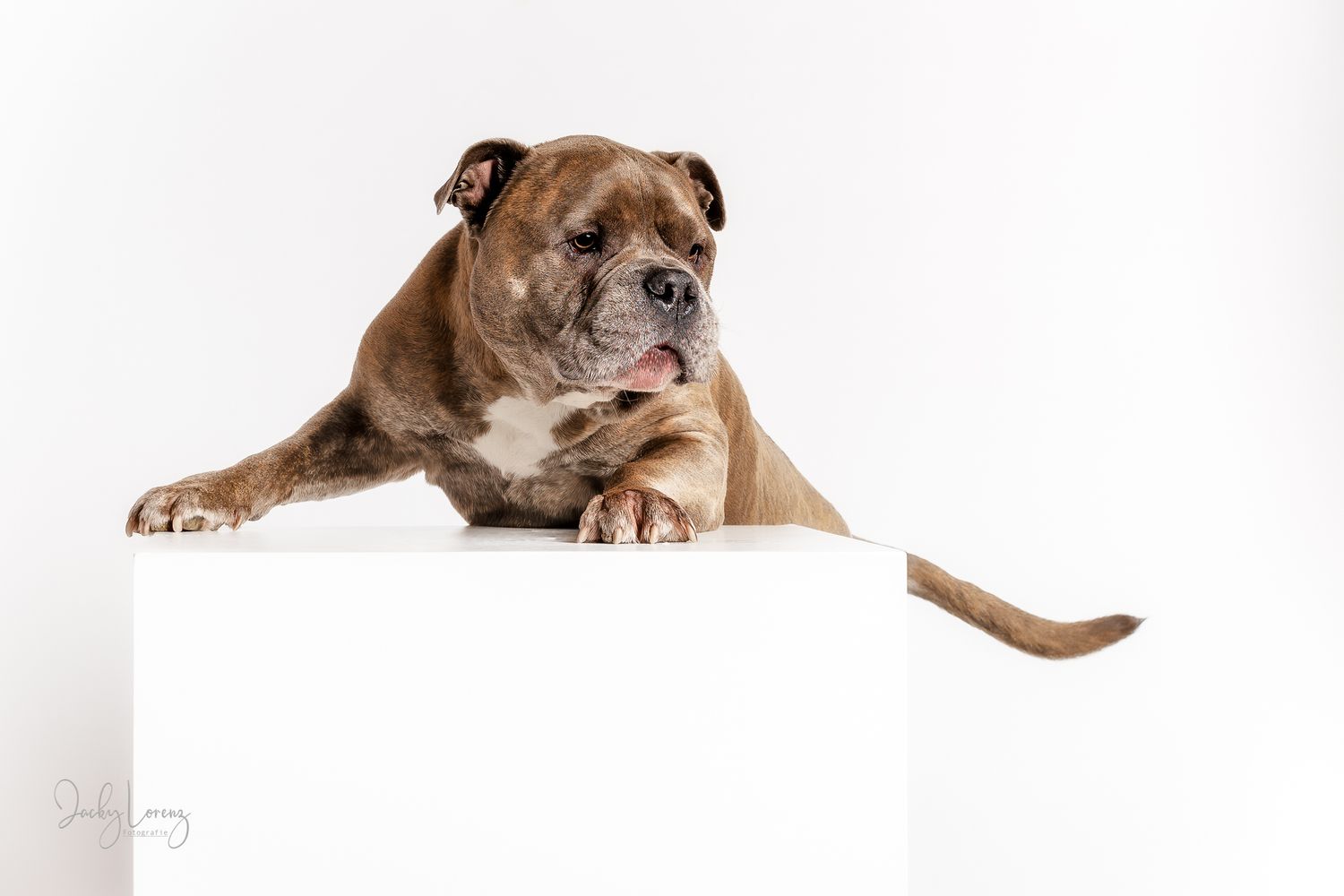 Bullmastiff, Mischling, Hundeshooting, Hundefotografie Jacky Lorenz, Plaidt, Koblenz, Neuwied, Westerwald und Umgebung