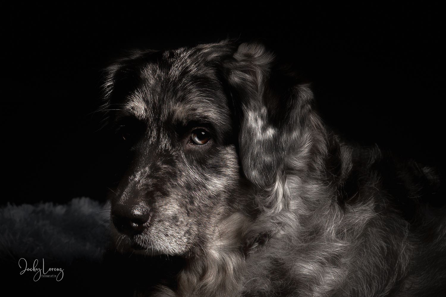 Hundeshooting, Hundefotografie Jacky Lorenz, Plaidt, Koblenz, Neuwied, Westerwald und Umgebung