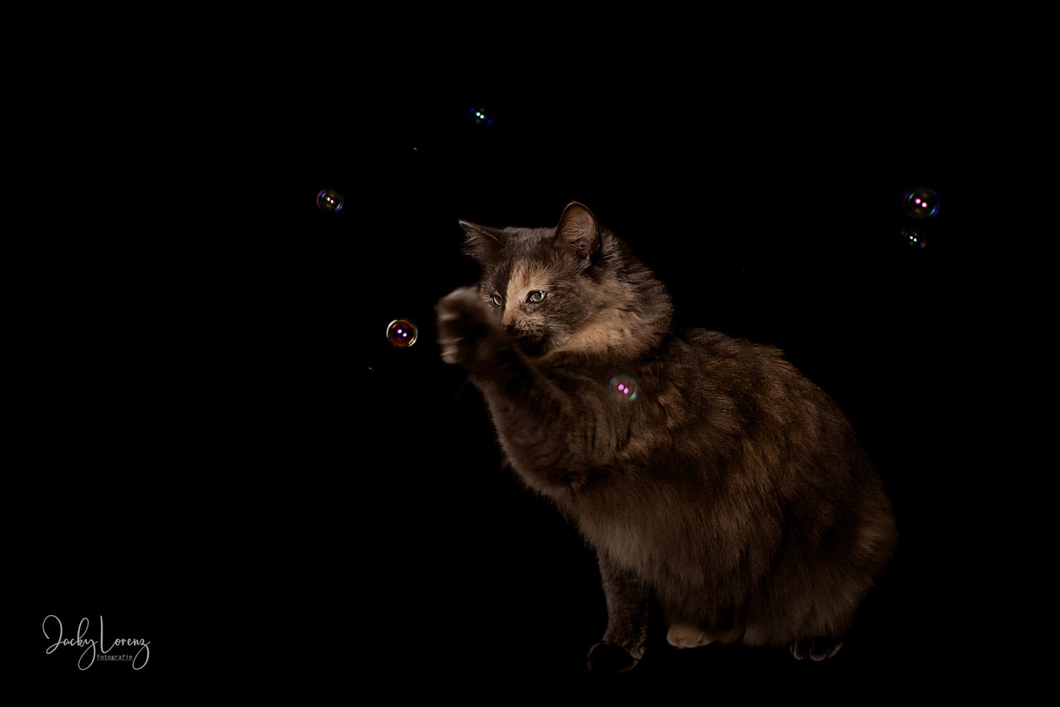 Katzenshooting, Katzenfotografie Jacky Lorenz, Plaidt, Koblenz, Neuwied, Westerwald und Umgebung