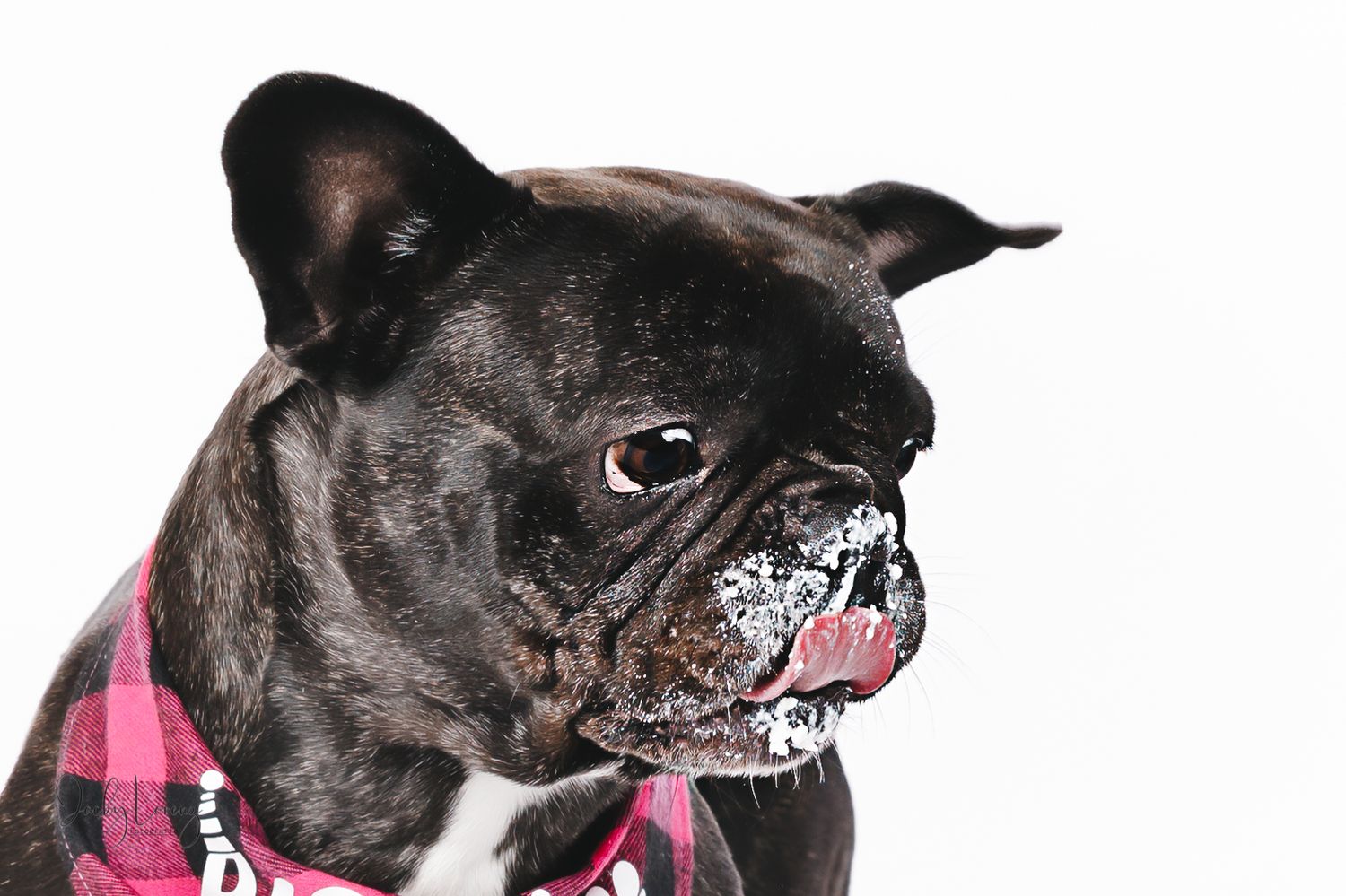 Französische Bulldogge, Hundeshooting, Hundefotografie Jacky Lorenz Fotografie, Plaidt, Koblenz und Umgebung
