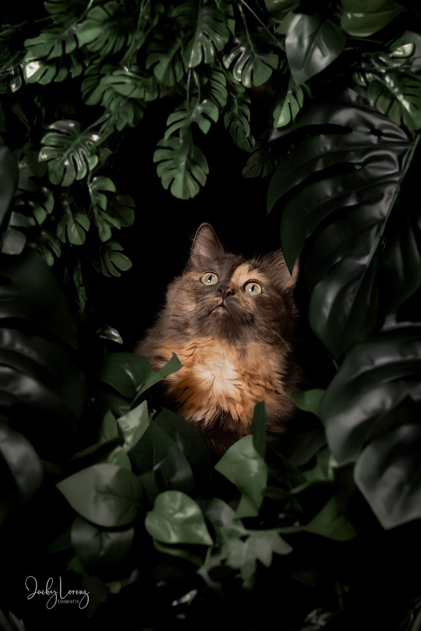 Katzenshooting, Katzenfotografie Jacky Lorenz, Plaidt, Koblenz, Neuwied, Westerwald und Umgebung