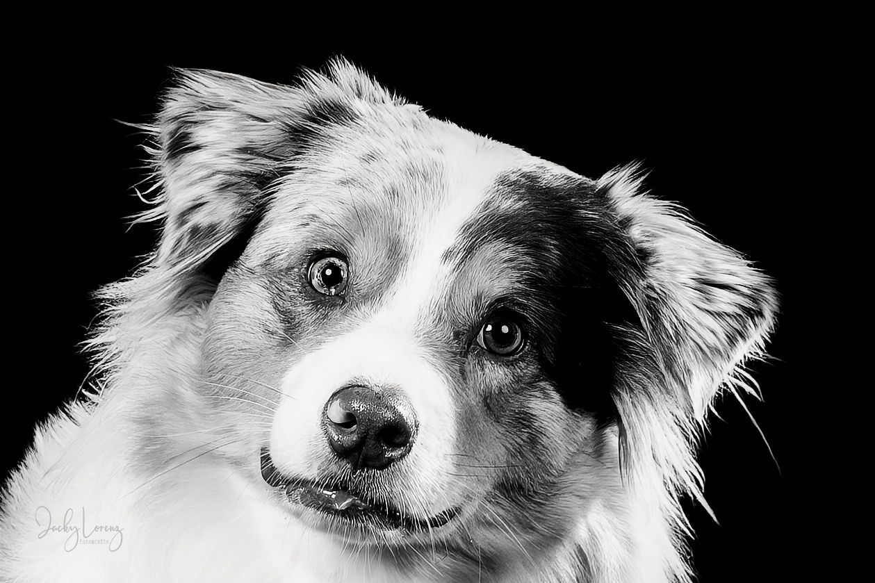 Australian Shepherd Portrait, Hundefotografie Jacky Lorenz Fotografie, Plaidt, Koblenz und Umgebung