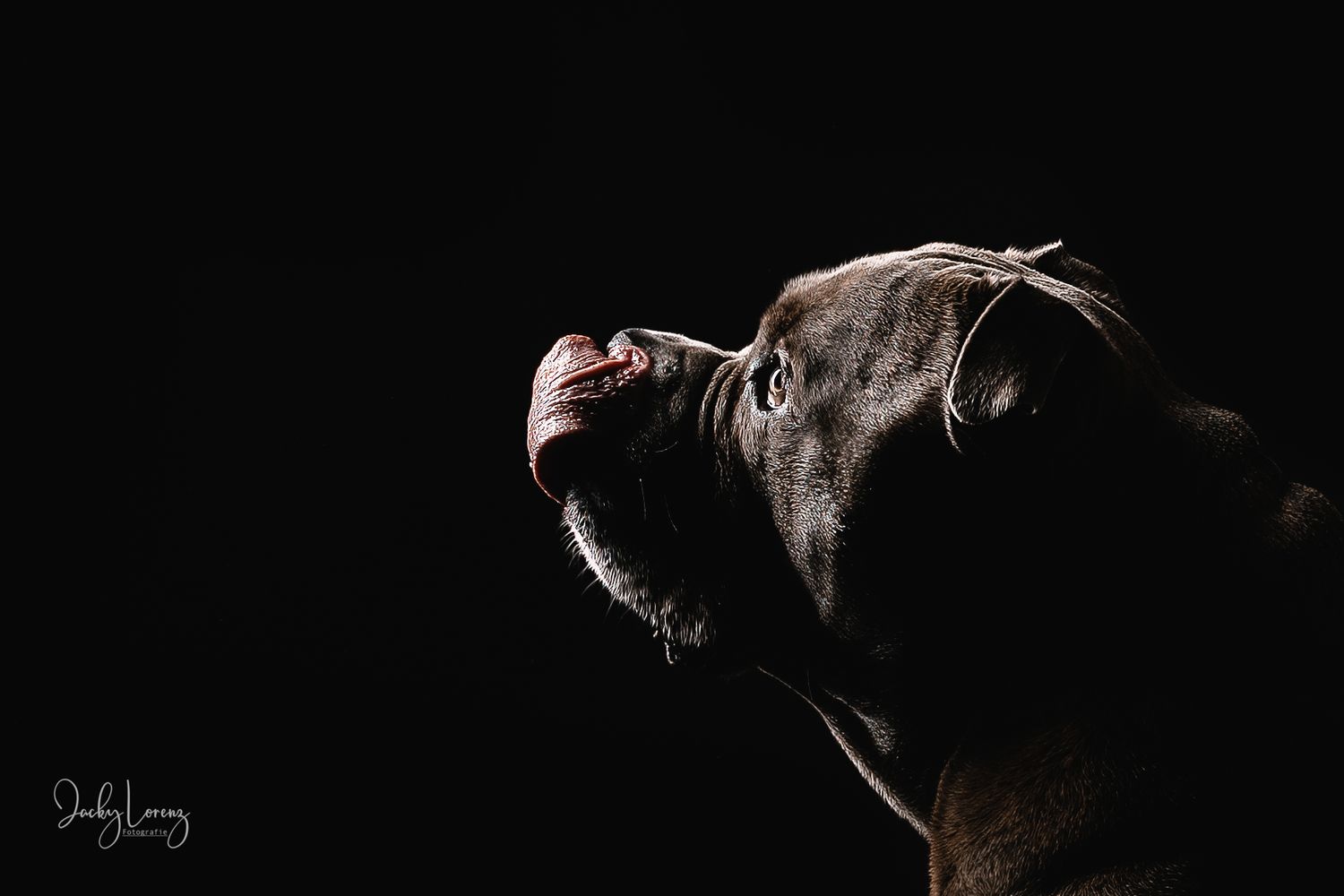Bullmastiff, Mischling, Hundeshooting, Hundefotografie Jacky Lorenz, Plaidt, Koblenz, Neuwied, Westerwald und Umgebung