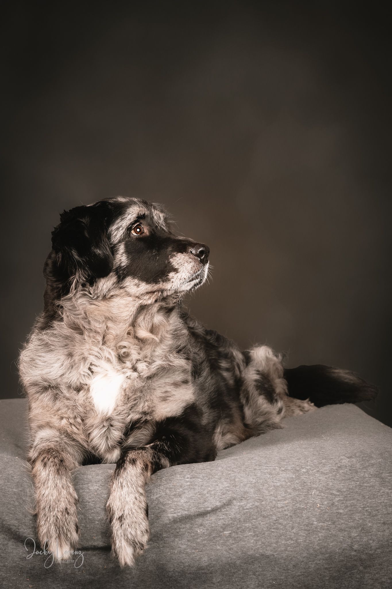 Hundeshooting, Hundefotografie Jacky Lorenz, Plaidt, Koblenz, Neuwied, Westerwald und Umgebung