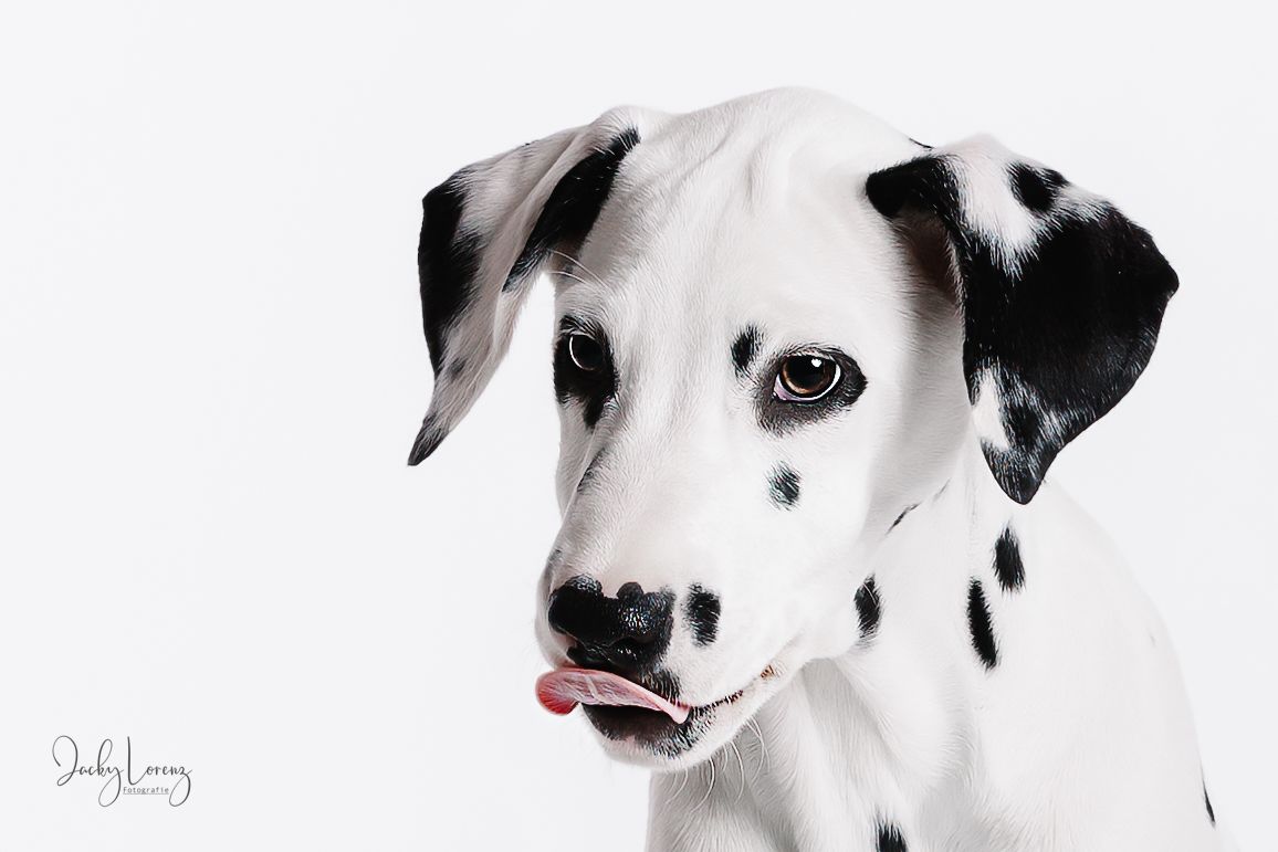 Dalmatiner, Hundeshooting, Hundefotografie Jacky Lorenz, Plaidt, Koblenz, Neuwied, Westerwald und Umgebung