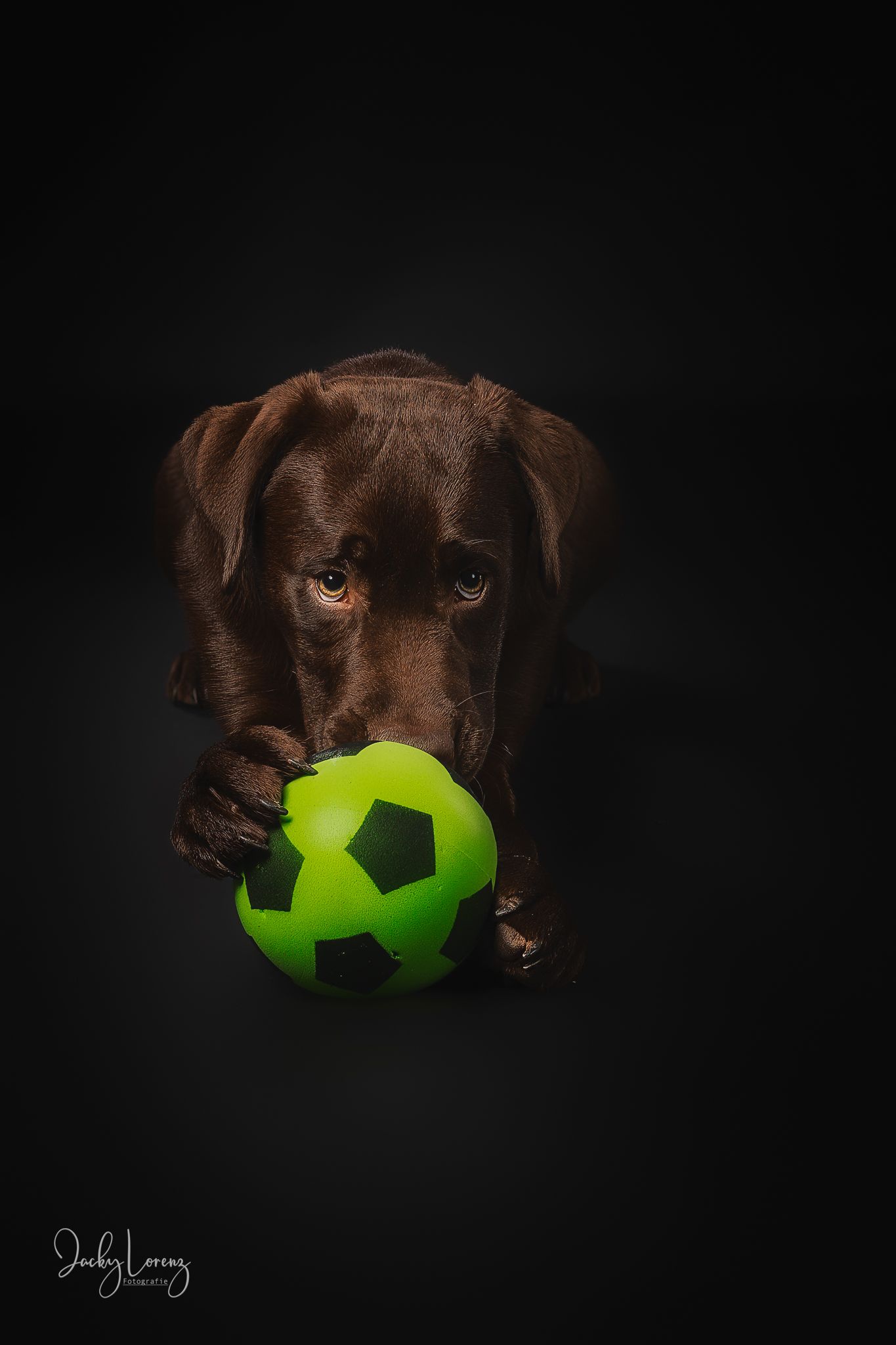 Chocolate Labrador,  Hundeshooting, Hundefotografie Jacky Lorenz Fotografie, Plaidt, Koblenz und Umgebung