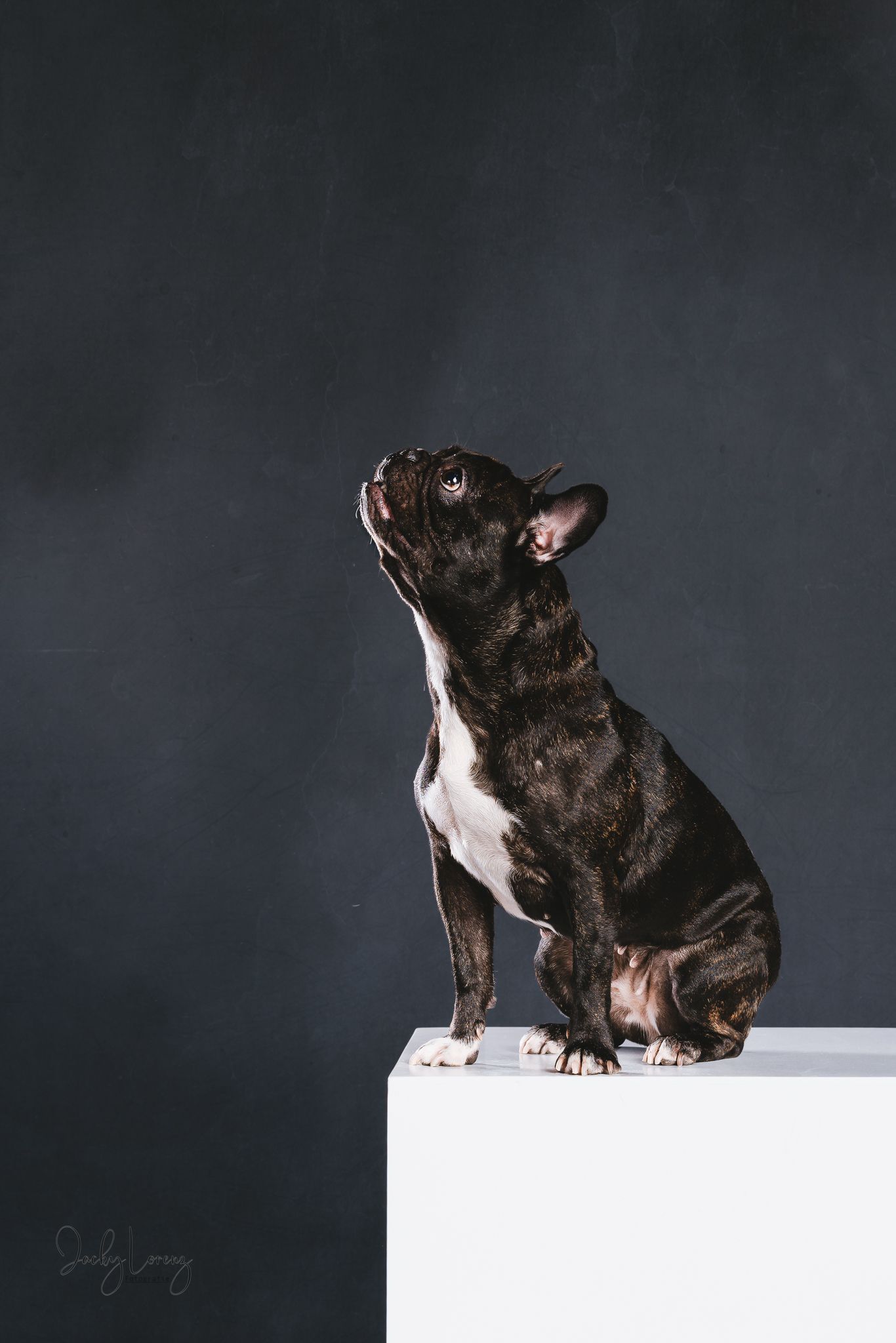 Französische Bulldogge, Hundeshooting, Hundefotografie Jacky Lorenz Fotografie, Plaidt, Koblenz und Umgebung