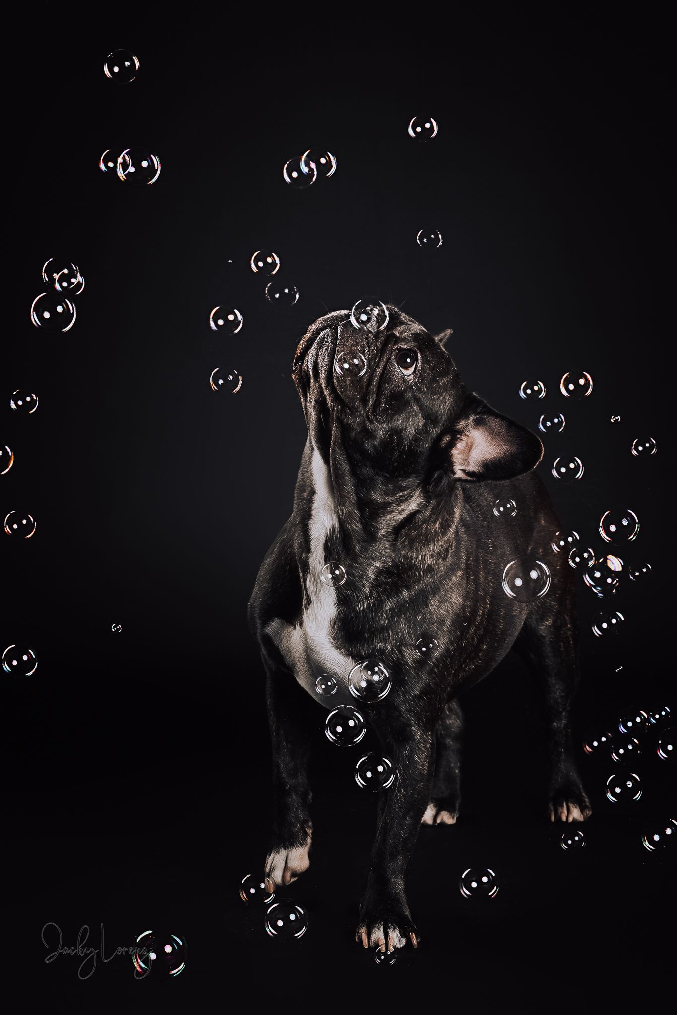 Französische Bulldogge, Hundeshooting, Hundefotografie Jacky Lorenz Fotografie, Plaidt, Koblenz und Umgebung
