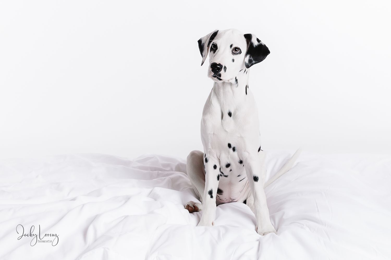 Dalmatiner, Hundeshooting, Hundefotografie Jacky Lorenz, Plaidt, Koblenz, Neuwied, Westerwald und Umgebung