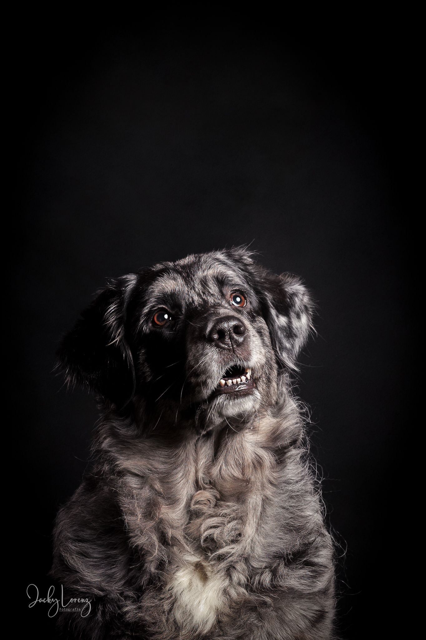 Hundeshooting, Hundefotografie Jacky Lorenz, Plaidt, Koblenz, Neuwied, Westerwald und Umgebung