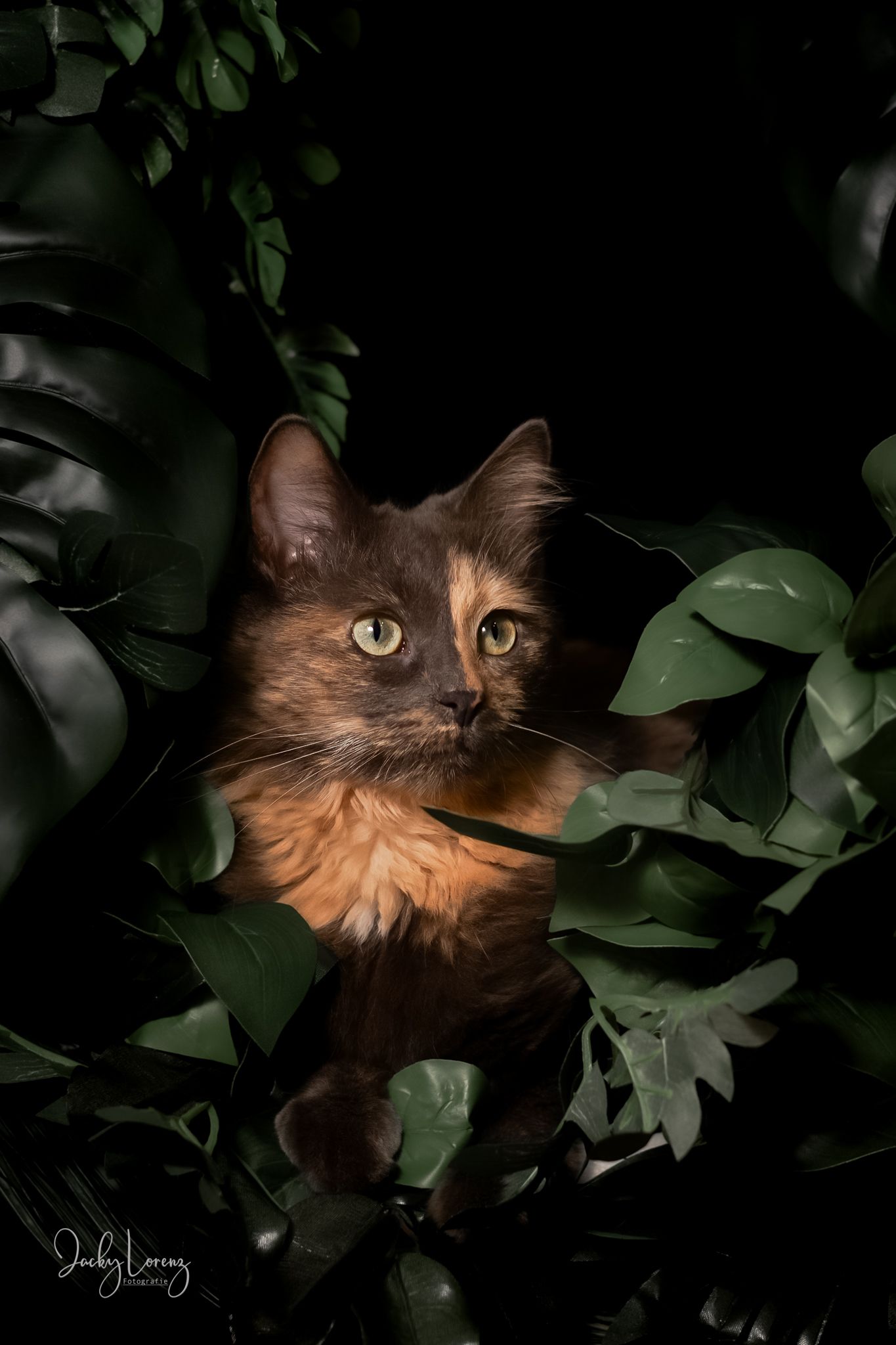 Katzenshooting, Katzenfotografie Jacky Lorenz, Plaidt, Koblenz, Neuwied, Westerwald und Umgebung