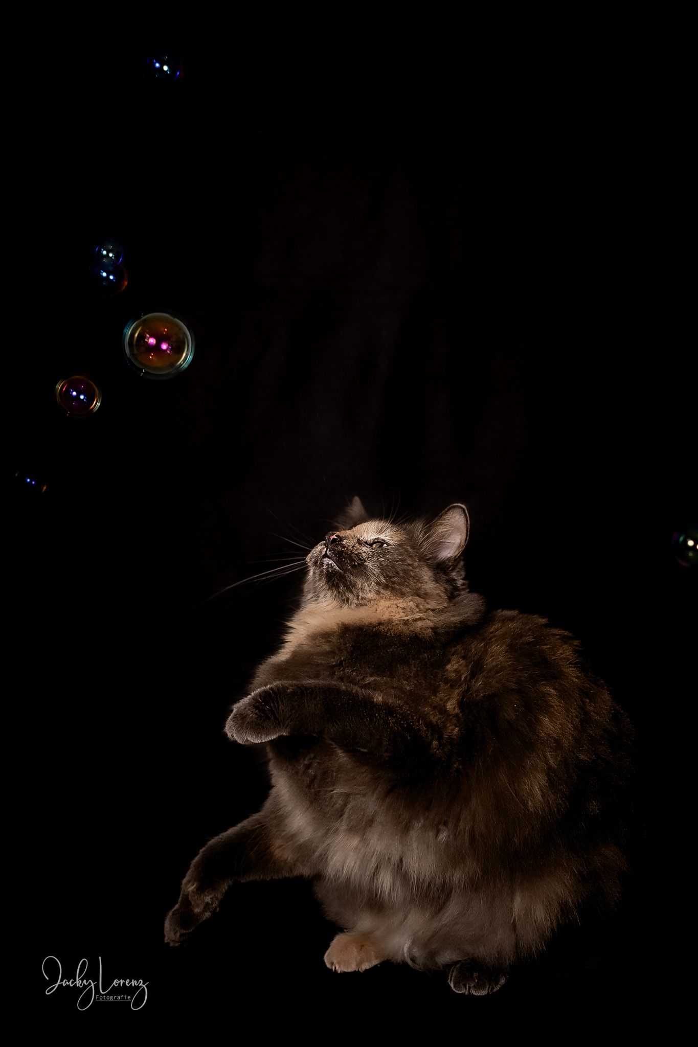 Katzenshooting, Katzenfotografie Jacky Lorenz, Plaidt, Koblenz, Neuwied, Westerwald und Umgebung