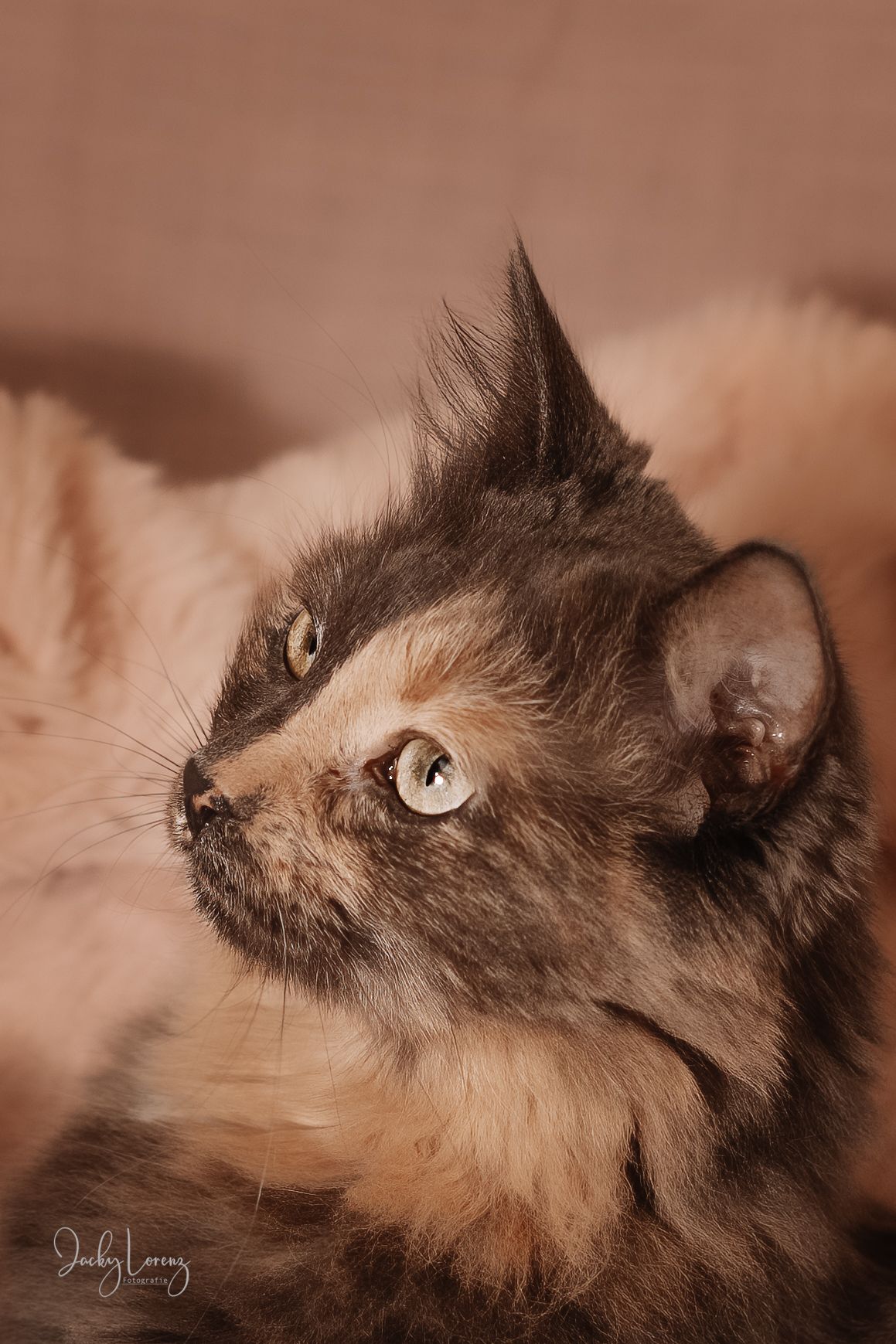 Katzenshooting, Katzenfotografie Jacky Lorenz, Plaidt, Koblenz, Neuwied, Westerwald und Umgebung