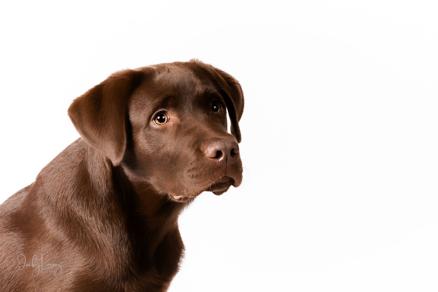 Chocolate Labrador,  Hundeshooting, Hundefotografie Jacky Lorenz Fotografie, Plaidt, Koblenz und Umgebung