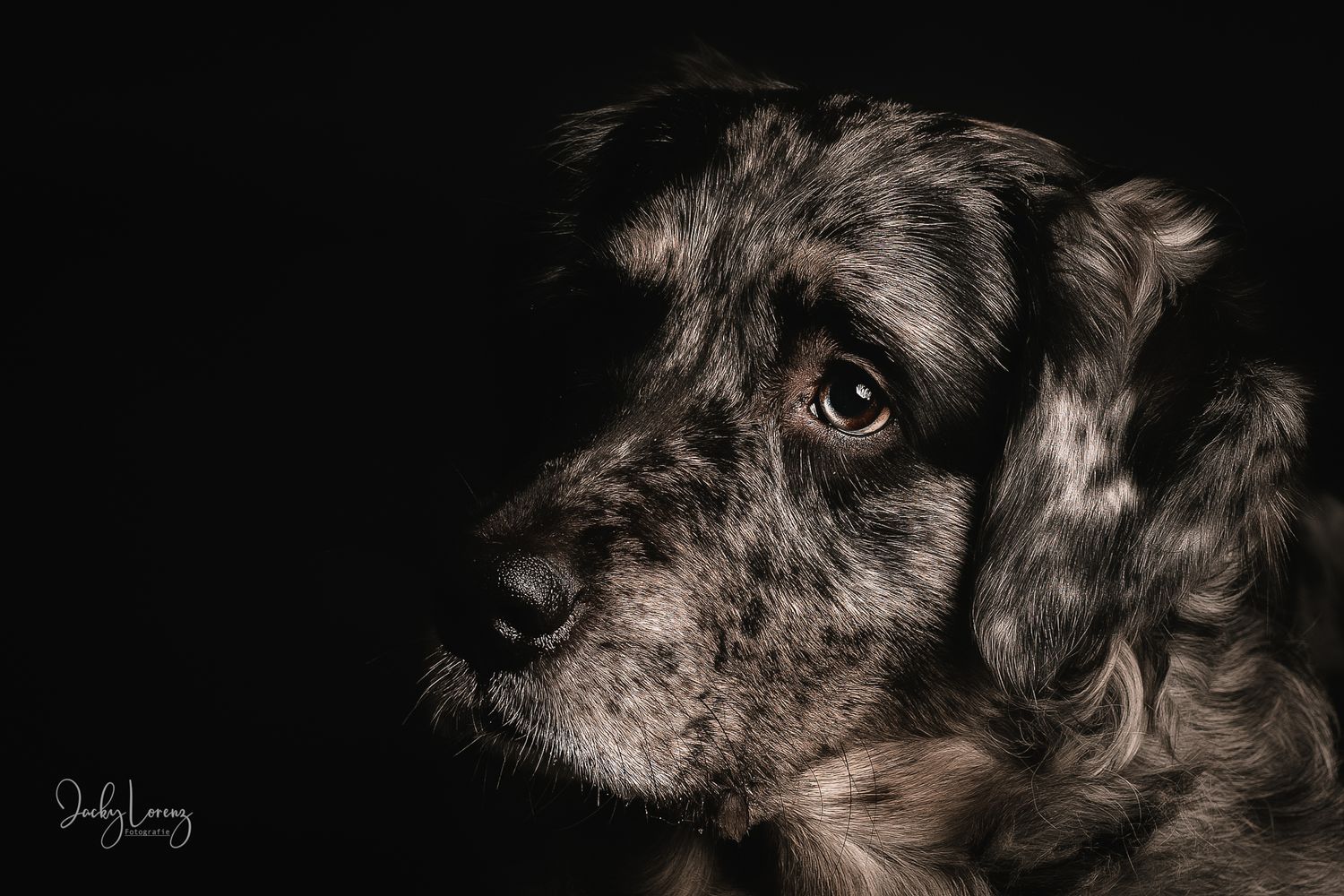 Hundeshooting, Hundefotografie Jacky Lorenz, Plaidt, Koblenz, Neuwied, Westerwald und Umgebung