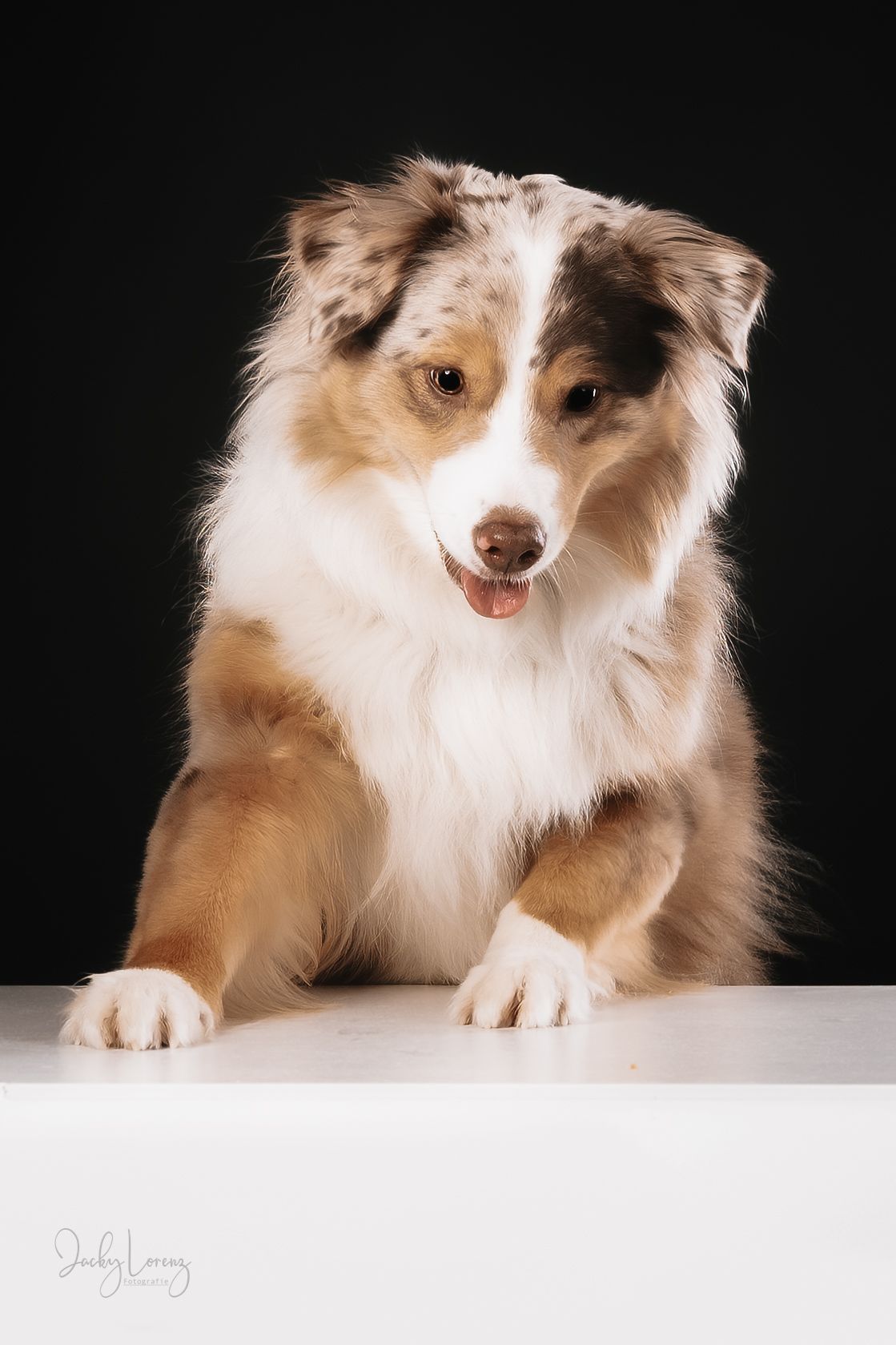 Australian Shepherd Portrait, Hundefotografie Jacky Lorenz Fotografie, Plaidt, Koblenz und Umgebung