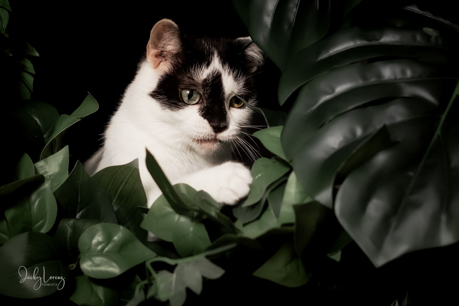Katzenshooting, Katzenfotografie Jacky Lorenz, Plaidt, Koblenz, Neuwied, Westerwald und Umgebung