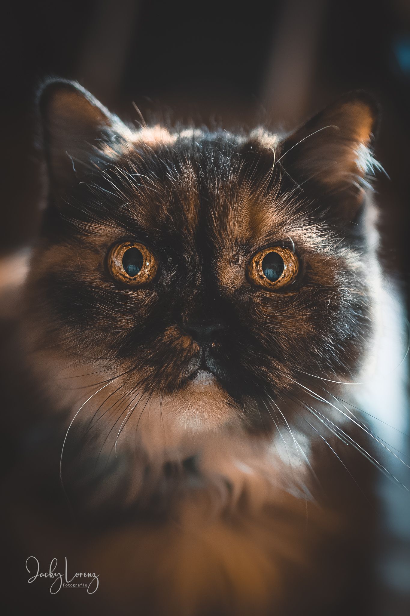 Katze, British Langhaar, Portrait, Katzenfotografie Jacky Lorenz, Plaidt, Koblenz, Neuwied, Westerwald und Umgebung