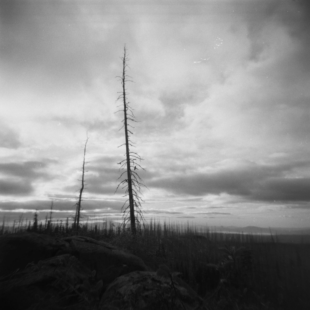 A black and white film Holga photograph of a burn on the Pacific Crest Trail in Oregon.