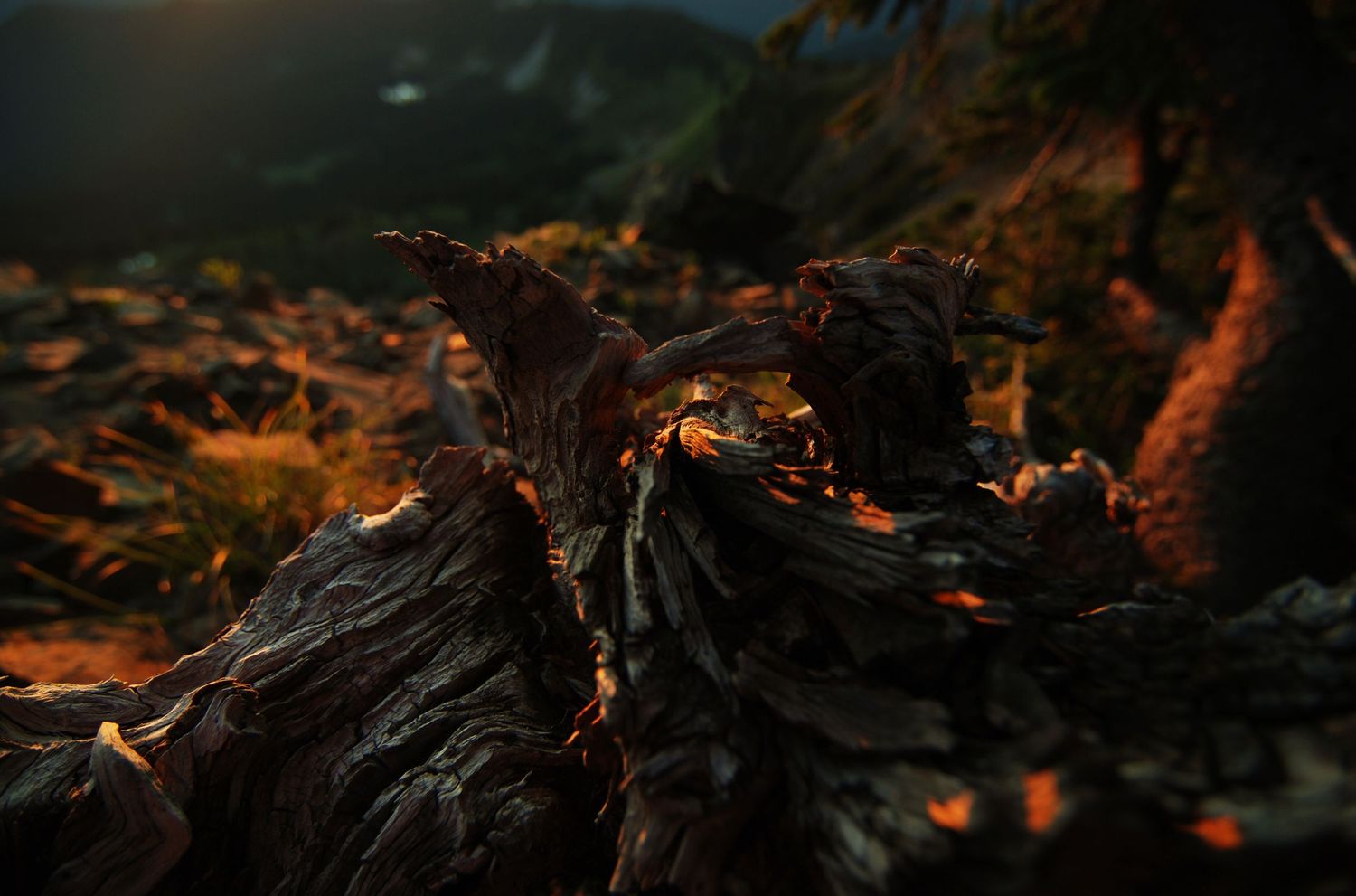 A sunrise view of a textured dead tree snag, with rocky meadows out of focus below.