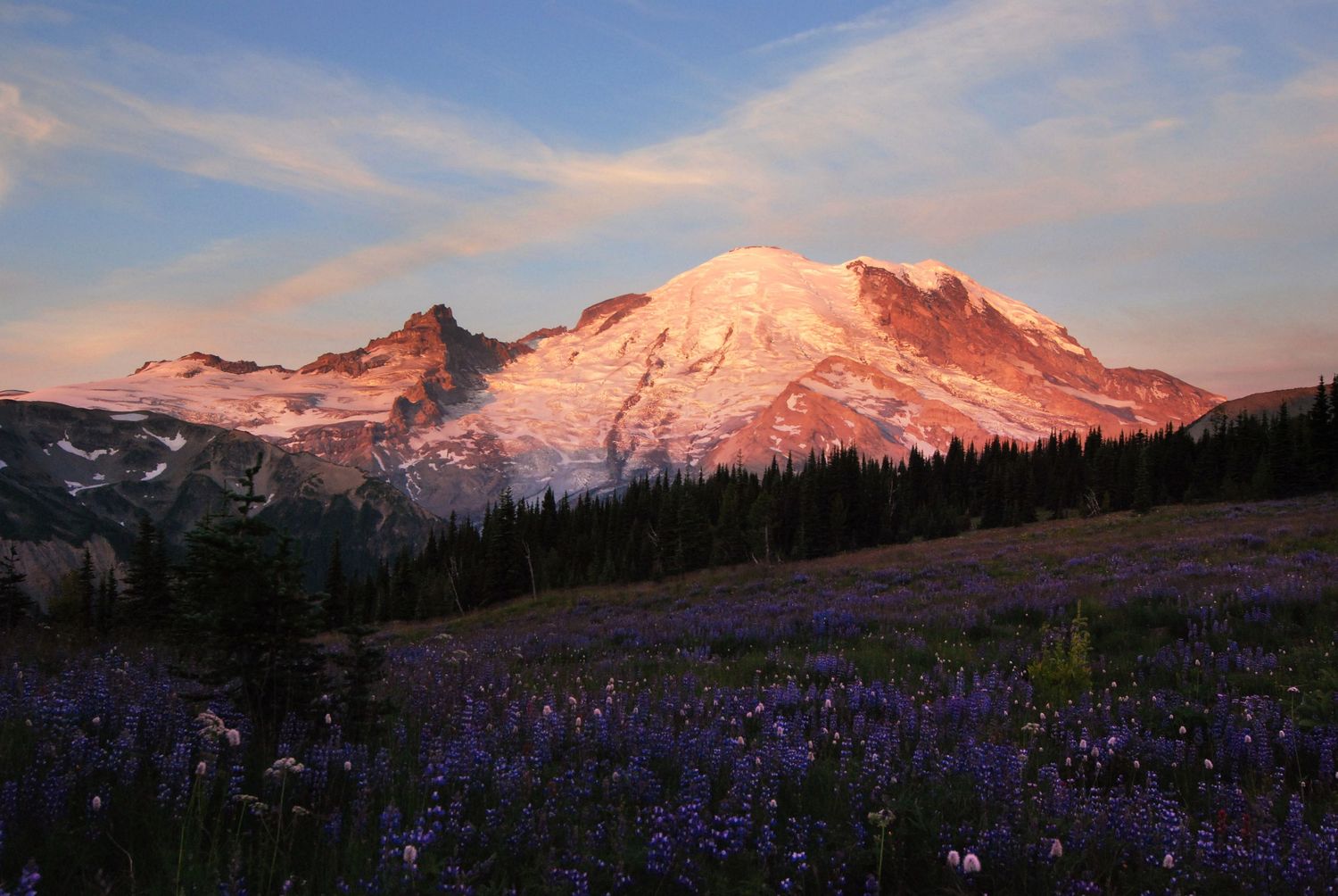 Pink sunrise light dramatically hits Mount Rainier with a field of lupine flowers in the foreground and crisscrossed clouds above.