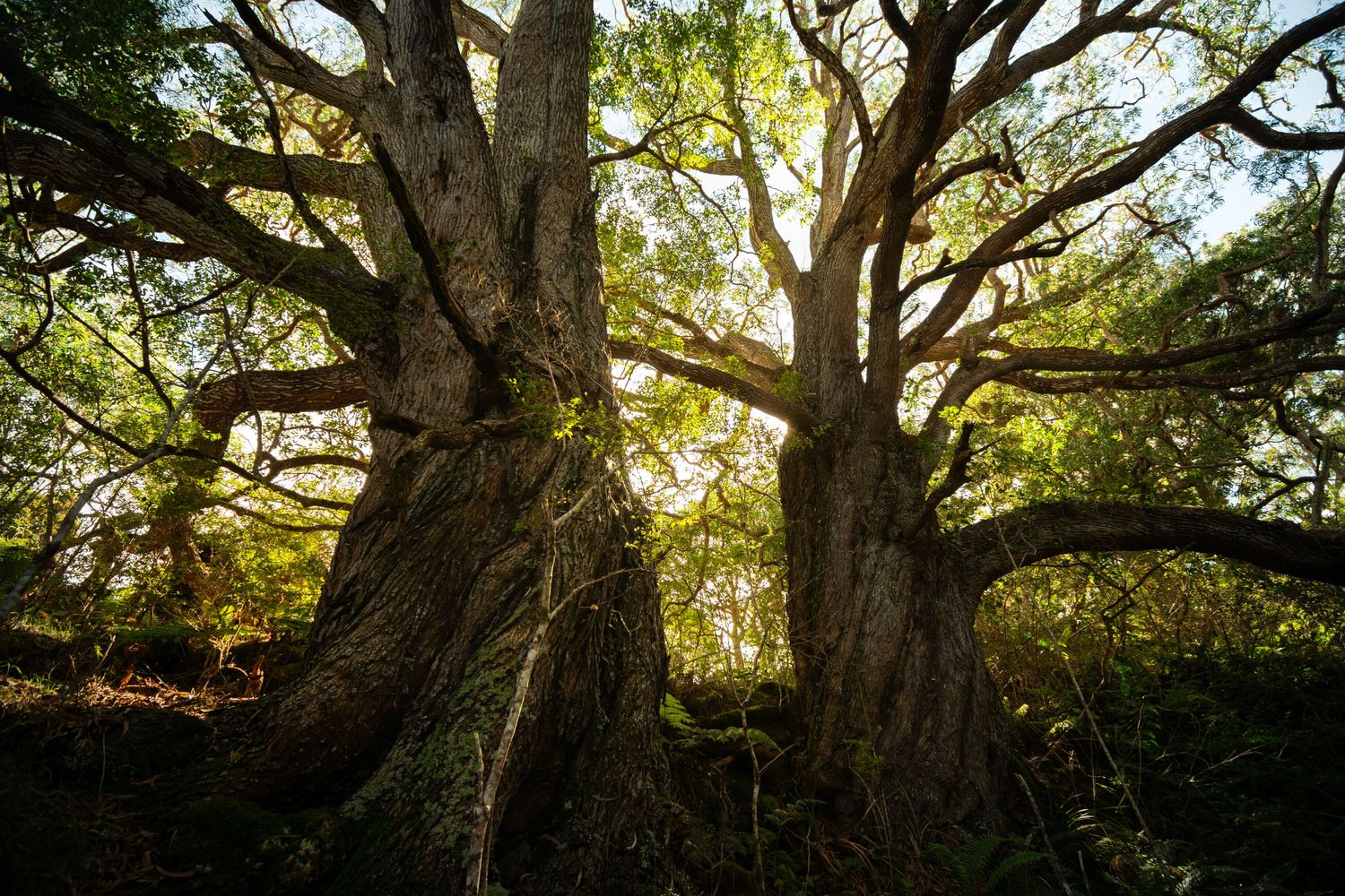 Radiant sunlight behind old non-native Eucalyptus trees on Maui.