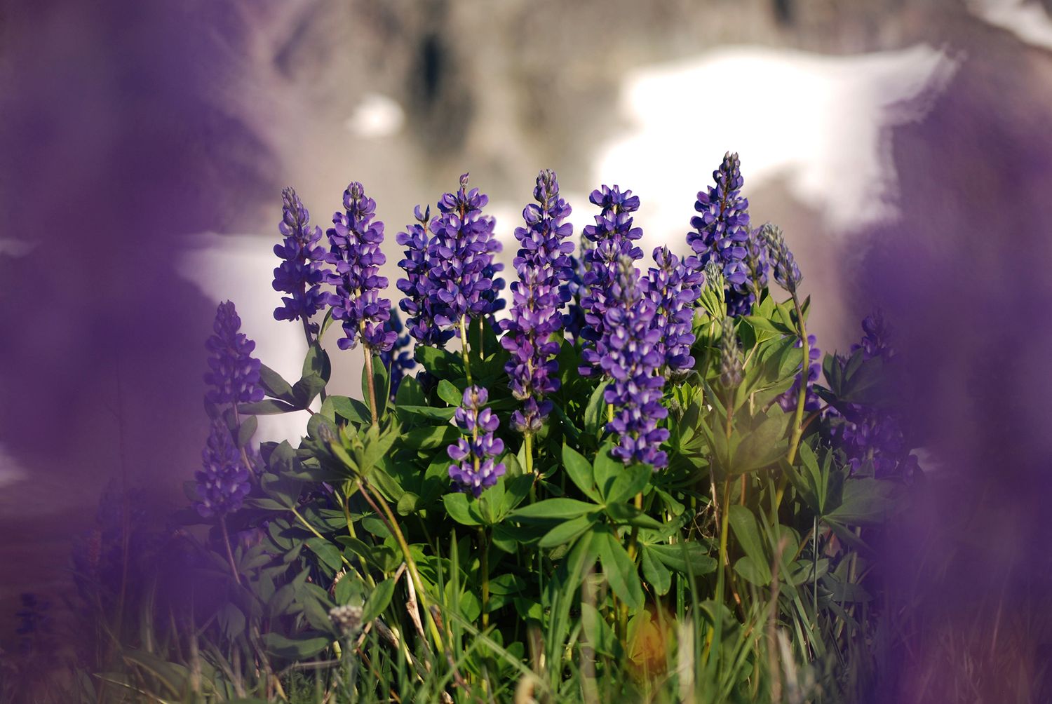 A closeup of deep purple lupine flowers framed by closer out of focus lupine with a rocky snowfield out of focus in the background.