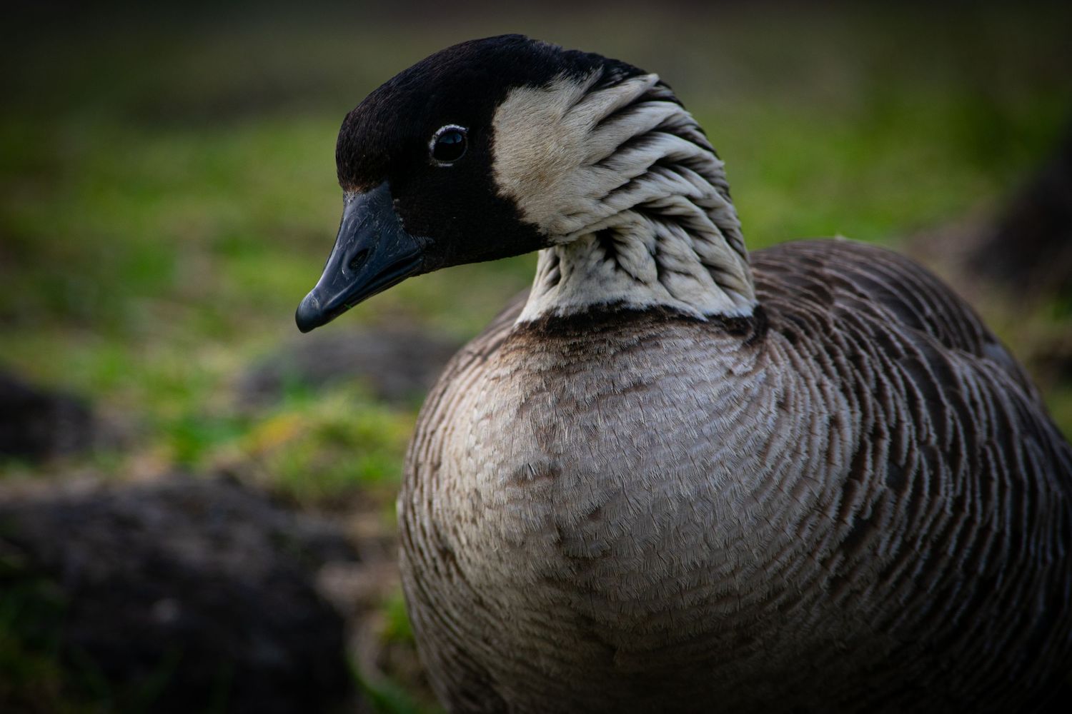 Closeup of a Nene, a native goose on Maui, looking at the photographer.