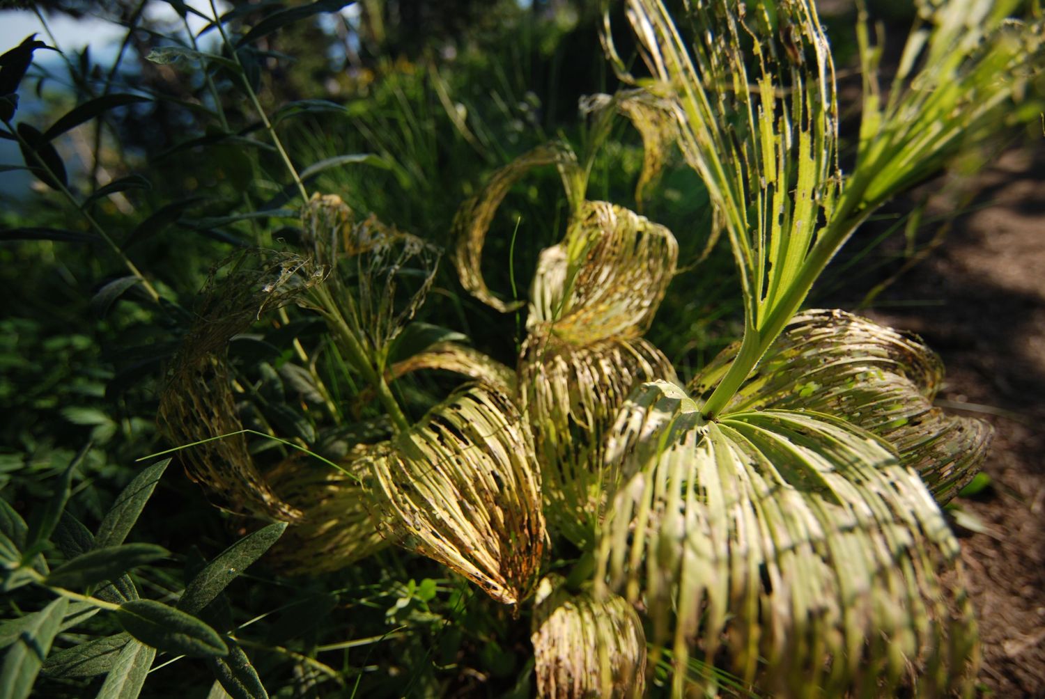 A whorl of rotting end of season false hellebore leaves lit up by the late summer sun in Mount Rainier National Park.