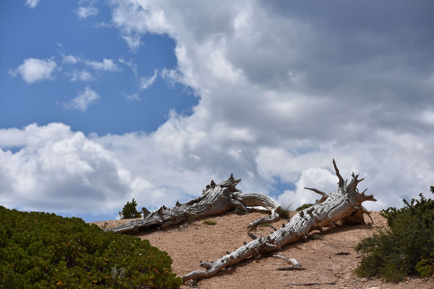 Two fallen dead trees lie on the edge of a cliff beyond which can be seen a blue sky with large white cumulous clouds.
