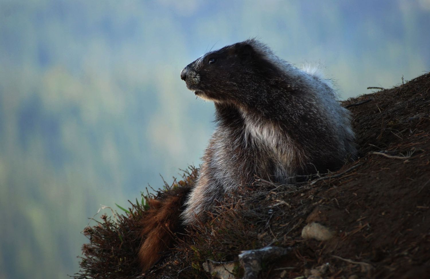 Closeup of a Hoary Marmot, the type local to Mount Rainier National Park, as it looks off to the left.