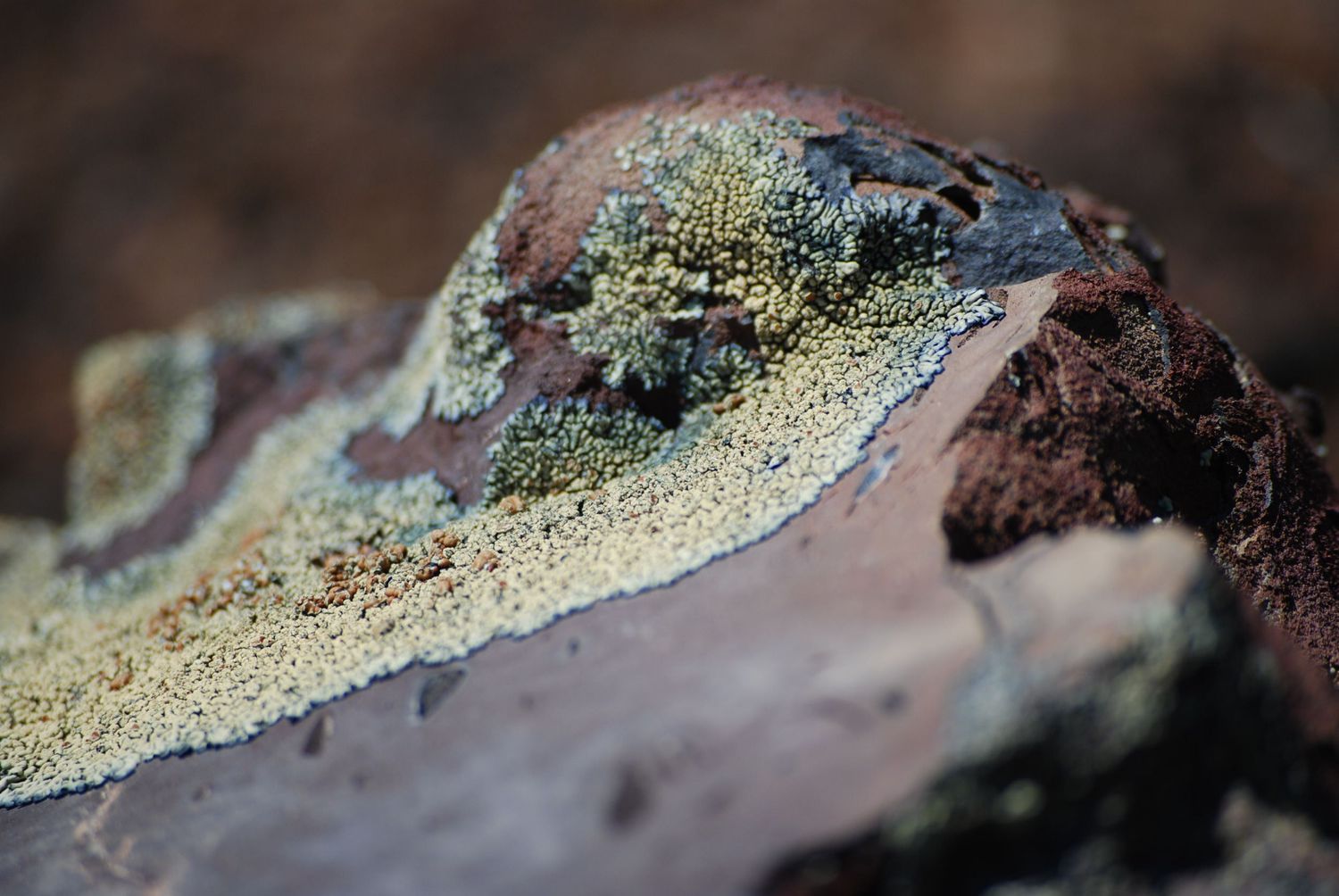 A close-up photo of a piece of igneous volcanic rock formed from a lava flow, with bright green and turquoise lichen growing on its top.