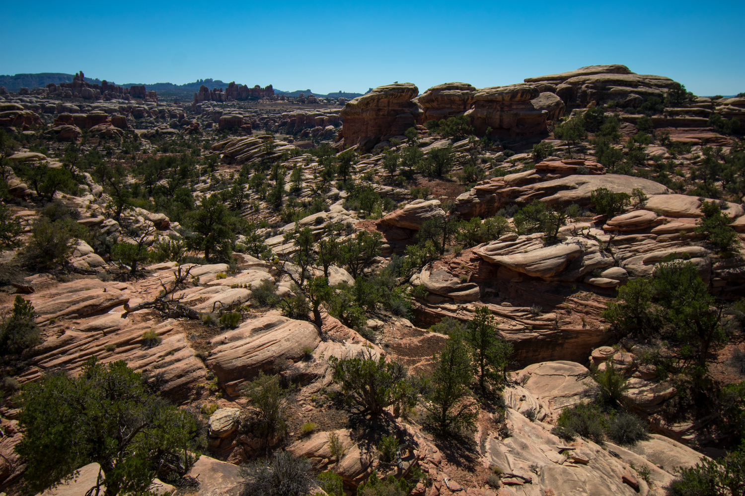 A very intricate jumbled landscape of sandstone and trees in Canyonlands National Park.