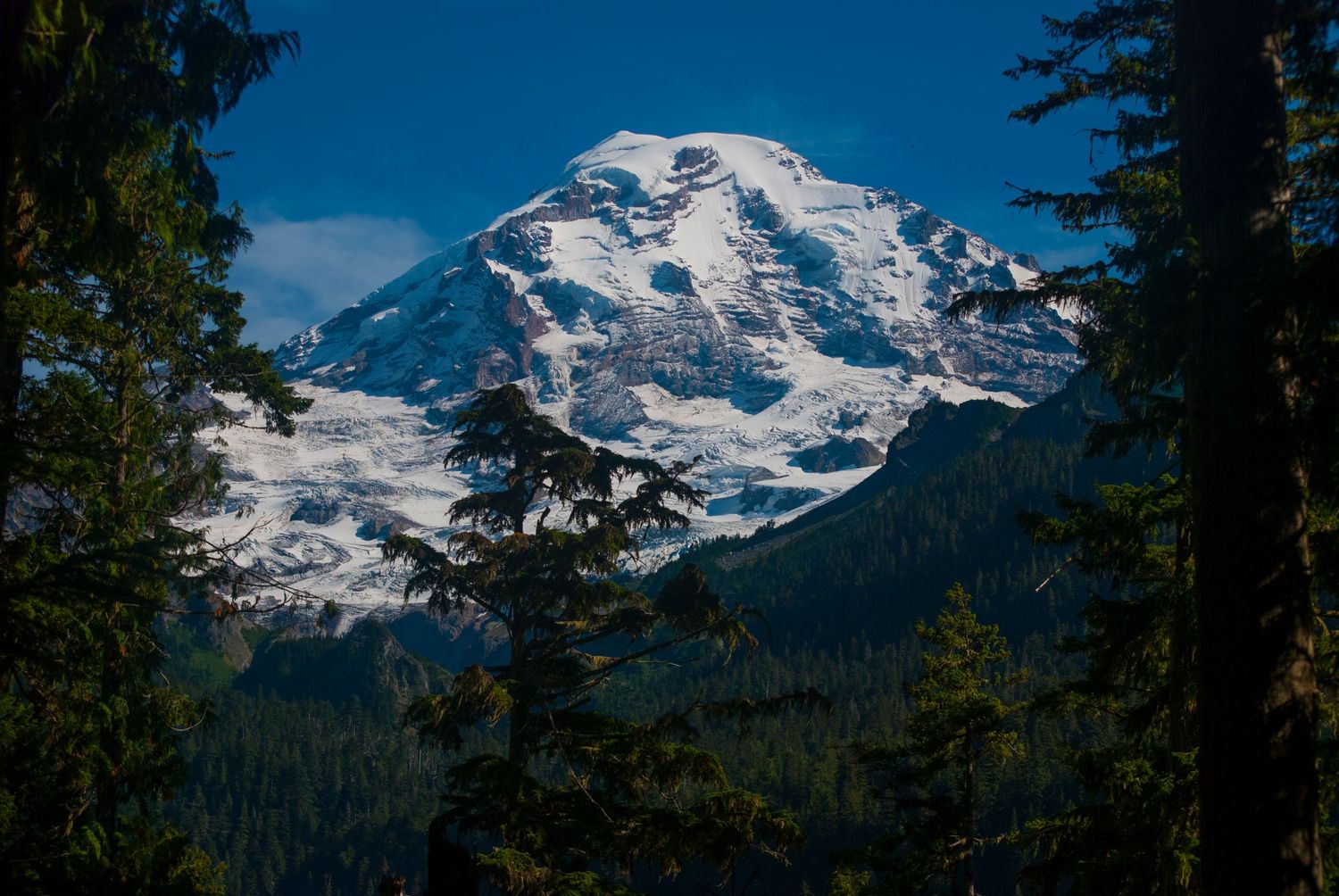 A tree framed portrait of Tahoma, or Mount Rainier, a massive glaciated volcano, with blue sky behind and summer's snow-free forests below.