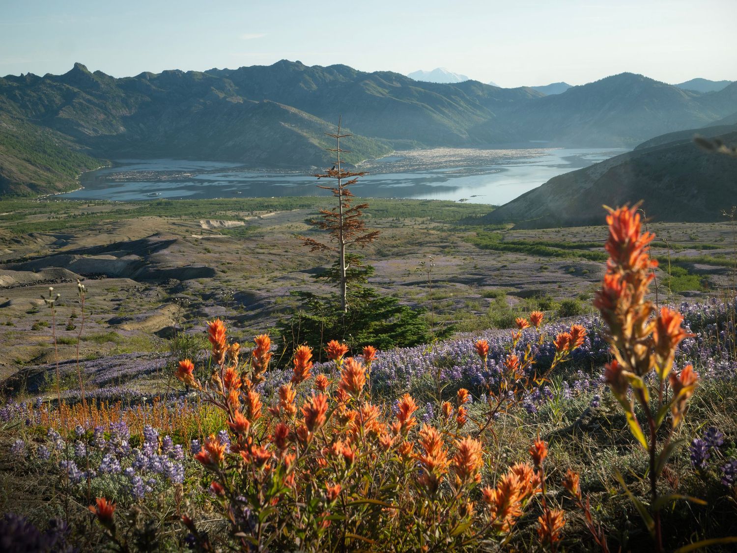 A view of Spirit Lake at Mount St. Helens with bright red Indian Paintbrush flowers in the foreground and lupine wildflowers beyond.