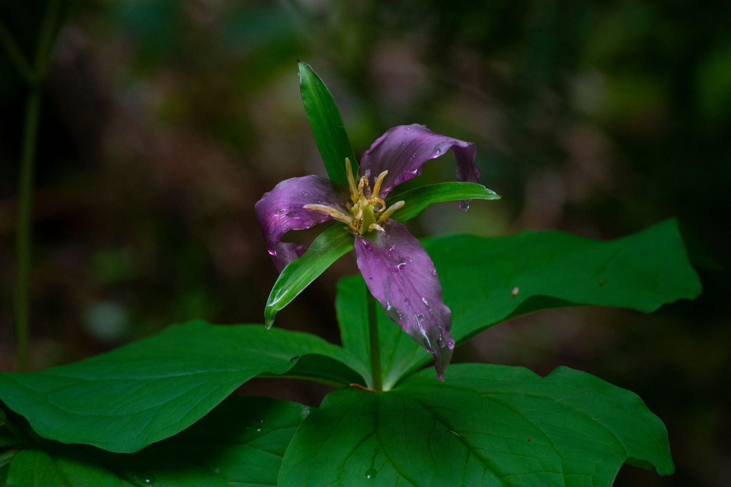 A closeup of a stunning wilting trillium flower in Mount Rainier National Park that has turned a lovely purple plum color.