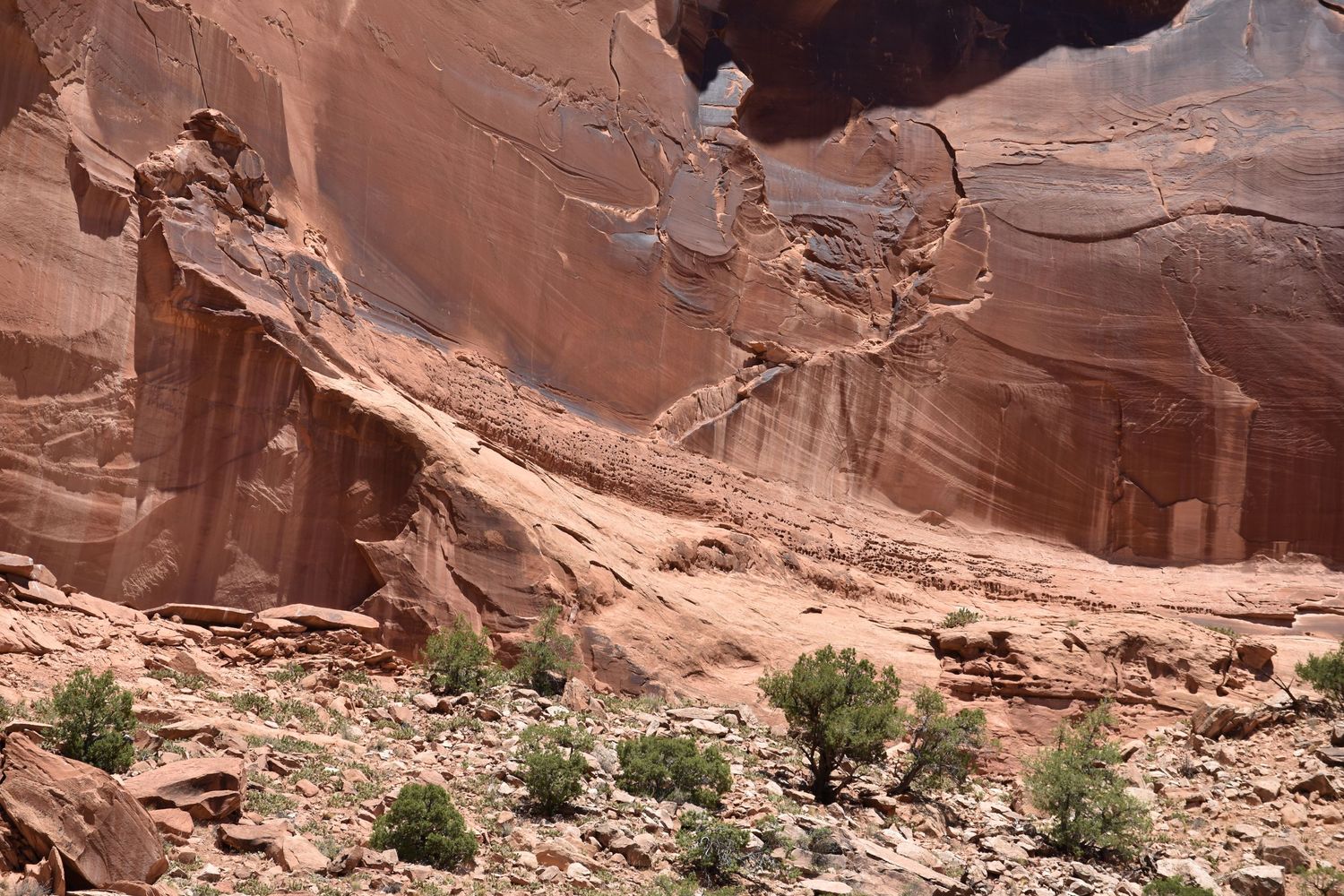 An intricately cracked and eroded sandstone canyon wall sweeps across the photo with scrubby trees below in Colorado National Monument.