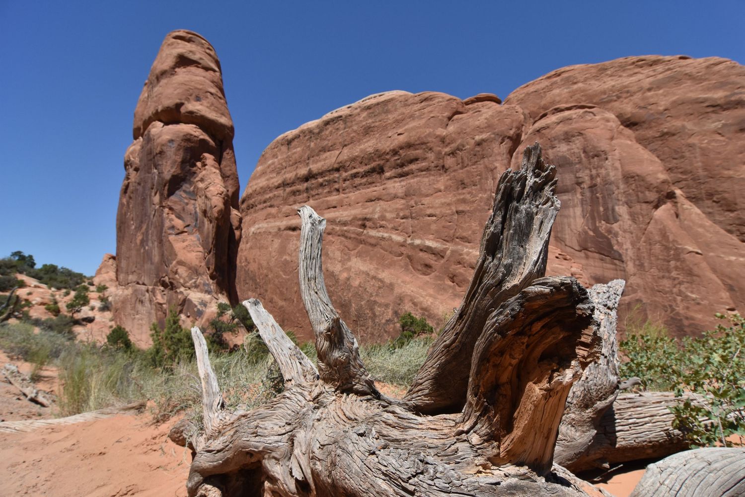 Inside a canyon between sandstone fins in Arches National Park, looking up at the walls of a fin with a fallen curved dead tree in front.