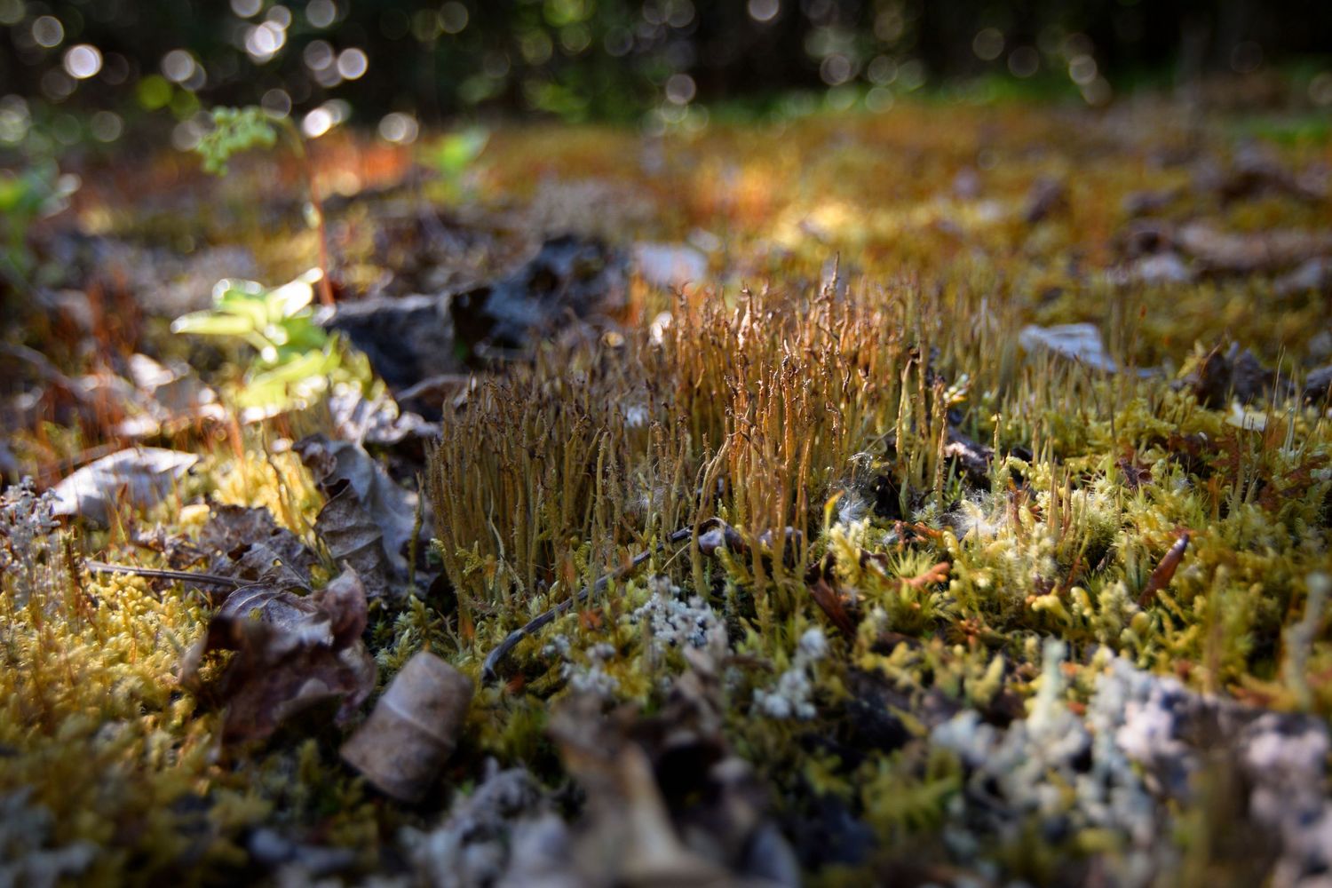 A closeup of sun dappled lichens of various species, reaching up and sprinkled about in the mossy ground.