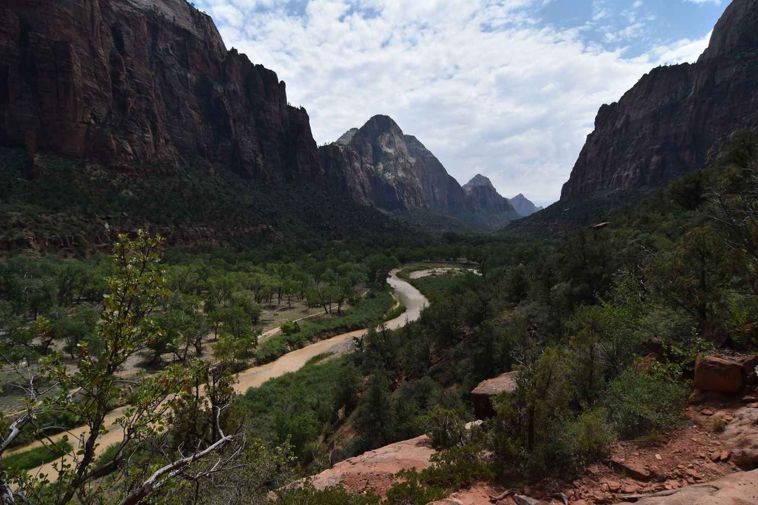 A wide angle view from inside a verdant part of the main canyon of Zion National Park with the Virgin river winding through.