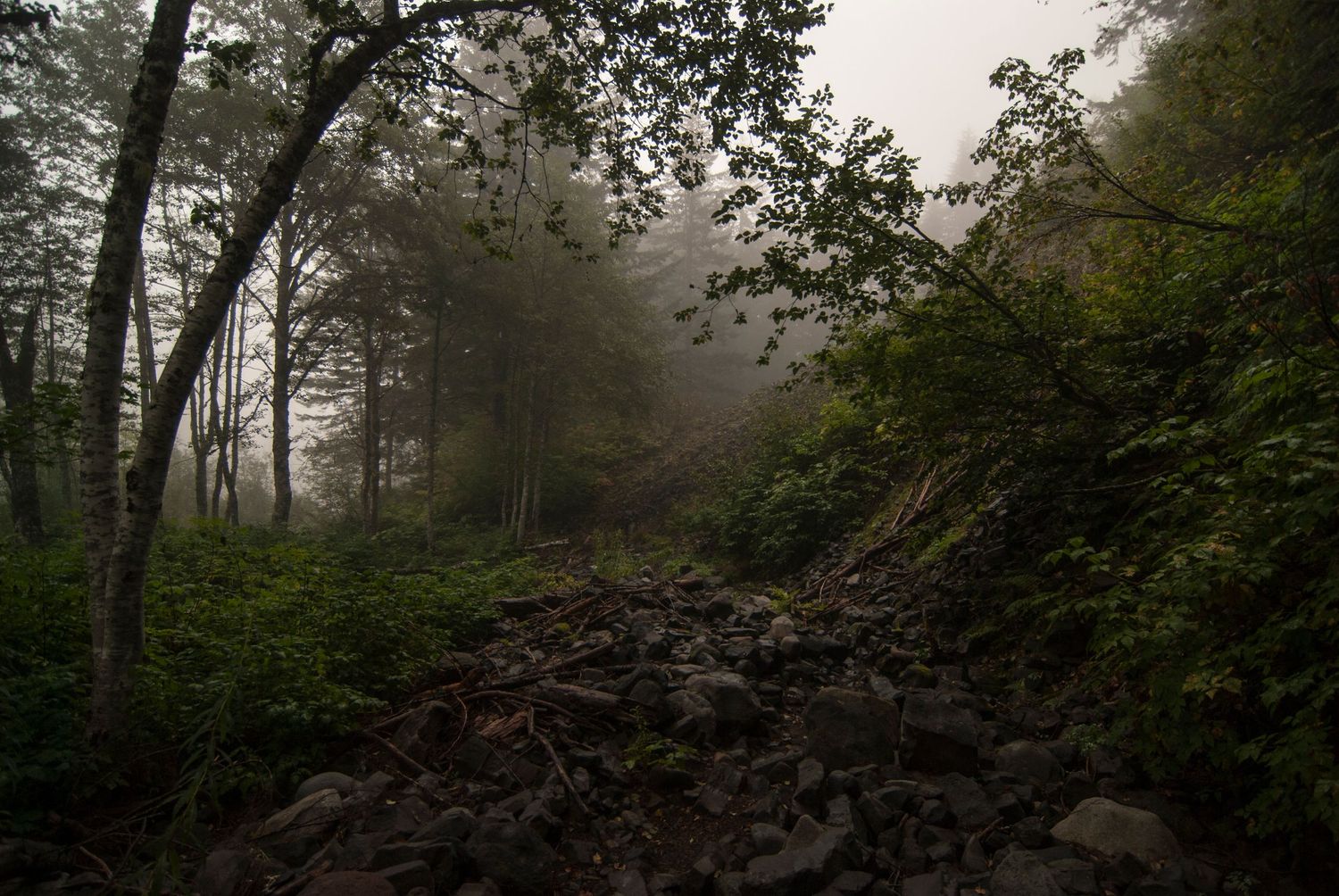 A foggy rich green forest with a rocky trail along the Wonderland Trail in Mount Rainier National Park.
