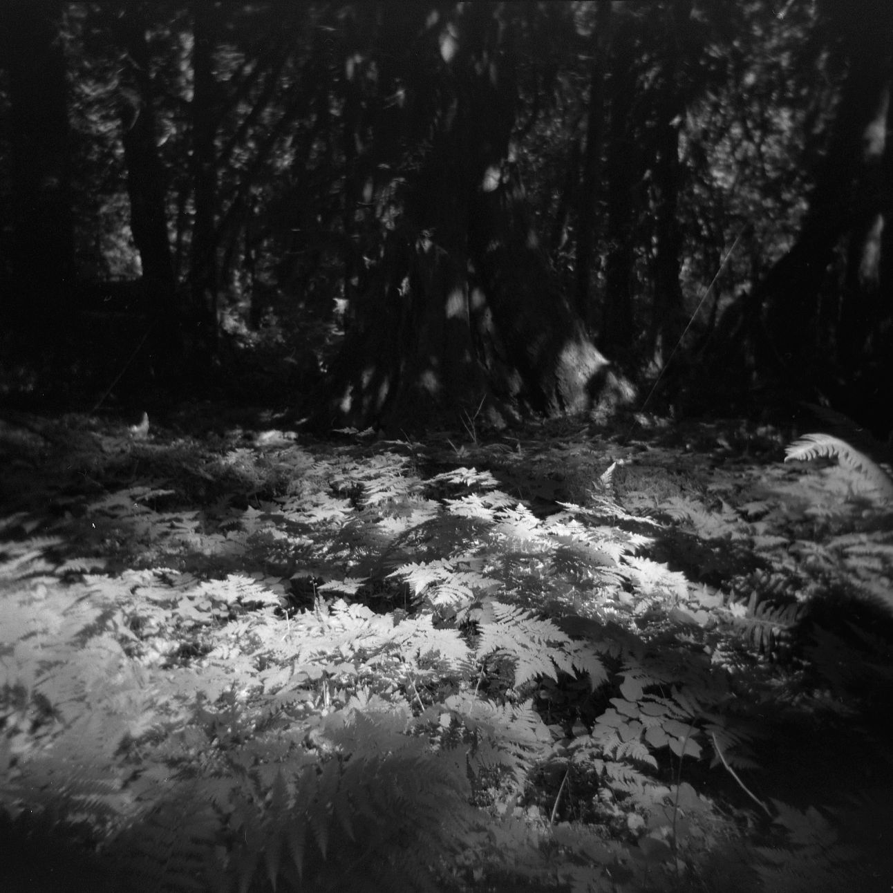 A black and white film Holga photograph of a dark forest along the Pacific Crest Trail in Washington.