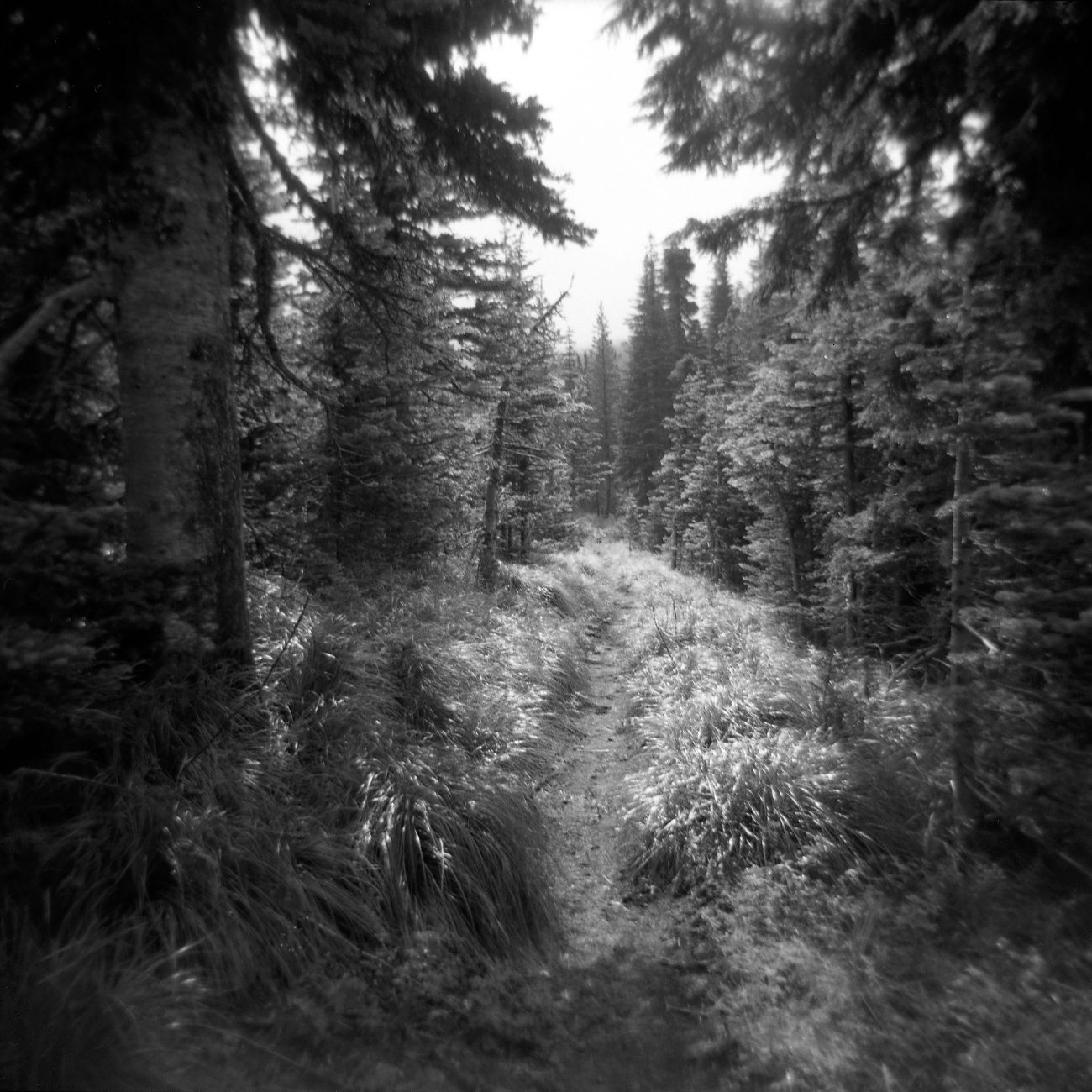 A black and white film Holga photograph of a dense shining forested path through a clearing on the Pacific Crest Trail.