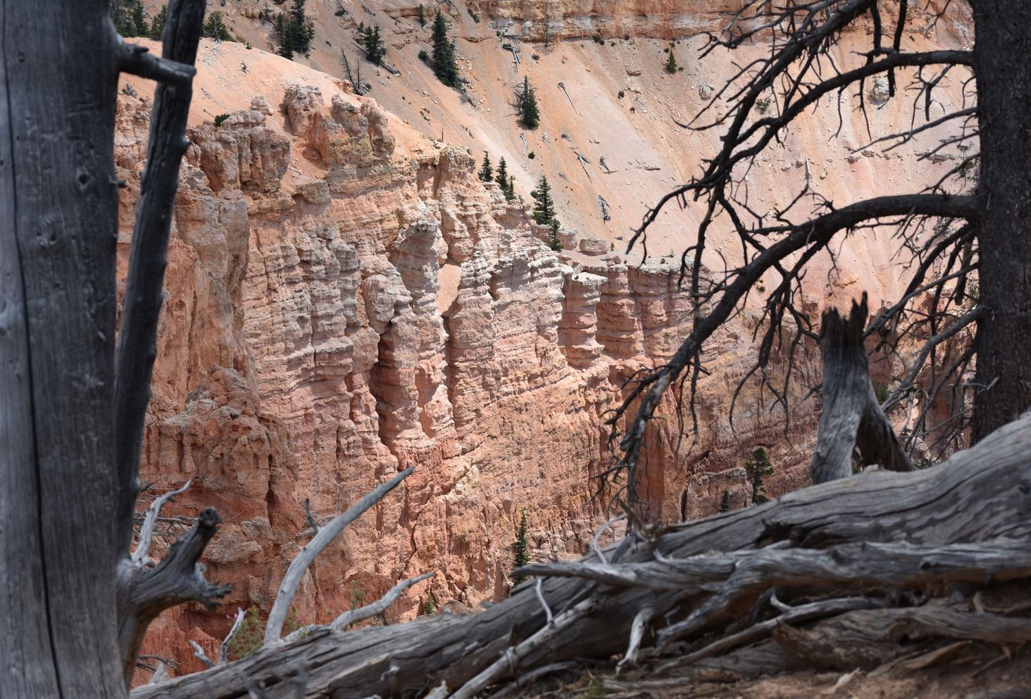 Bright reddish beige sandstone hoodoos in Bryce Canyon National Park framed by standing and fallen dead trees that are silver grey.